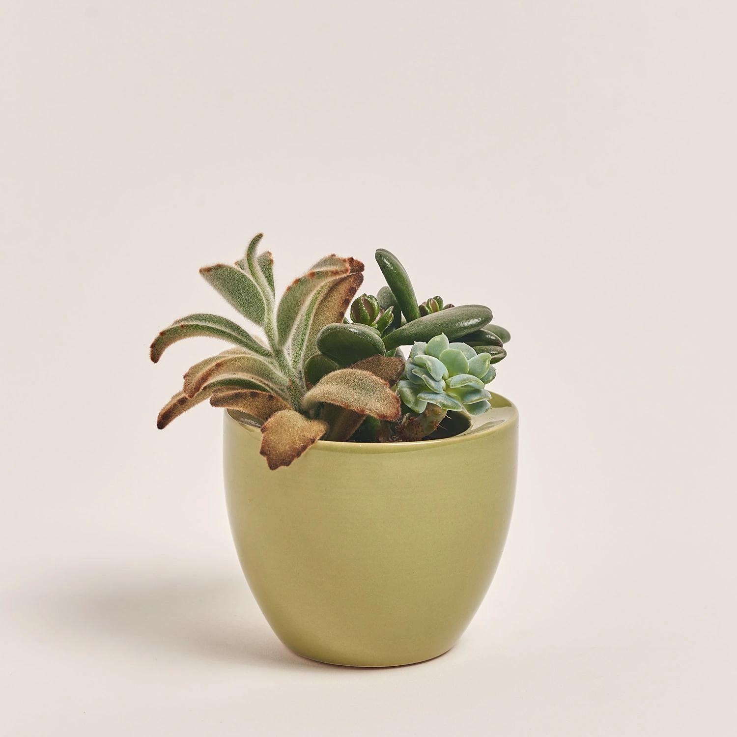 Сукулент мікс в горщ. в кераміці, артикул: 46831 Зображення товару Сукулент мікс в горщ. в кераміці, артикул: 46831