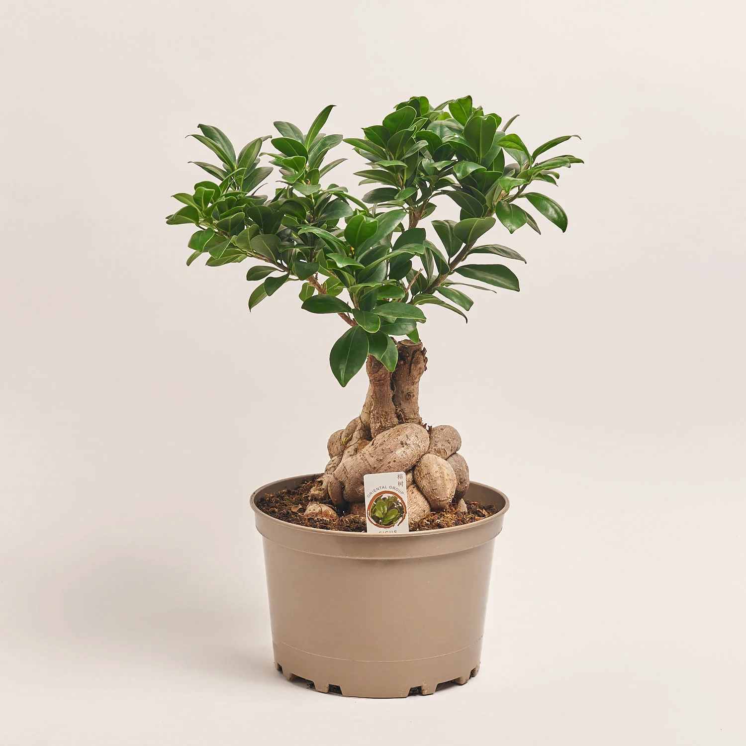 Зображення товару Фікус мікрокарпа Гінсенг, артикул: 55296