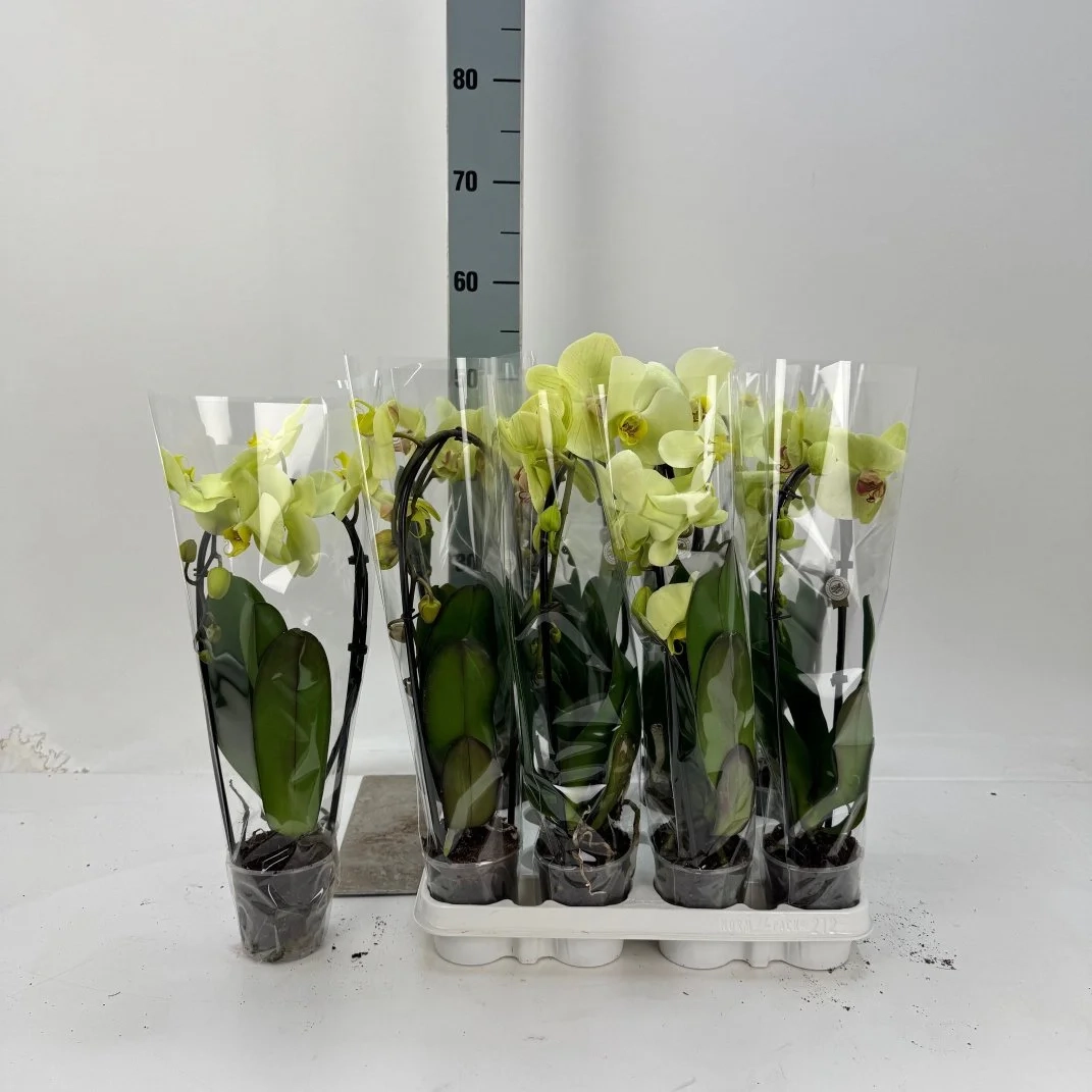 Фаленопсис каскад 1ст. жовтий, артикул: 56457 Зображення товару Фаленопсис каскад 1ст. жовтий, артикул: 56457