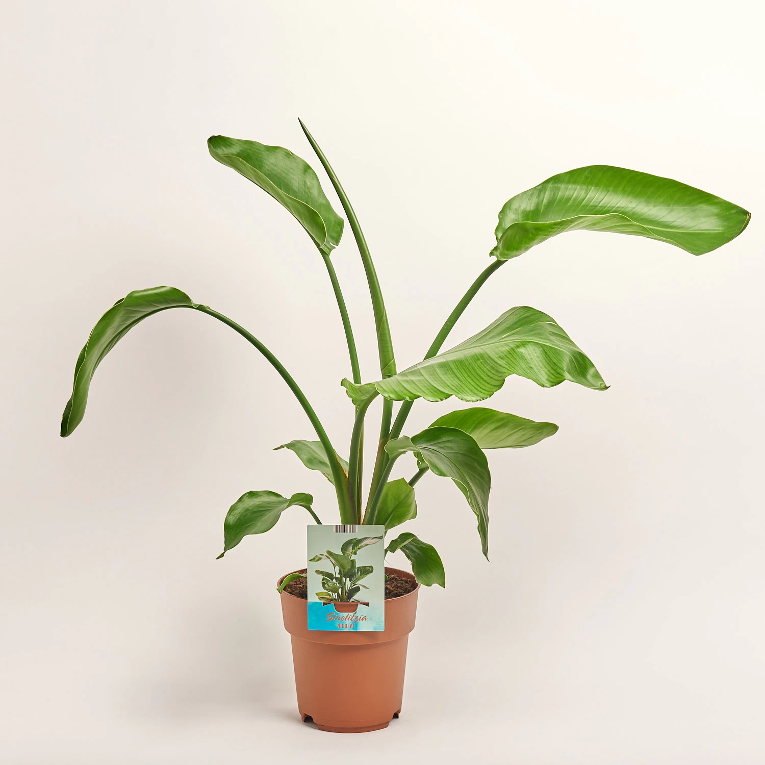 Зображення товару Стреліція Ніколай, артикул: 35958