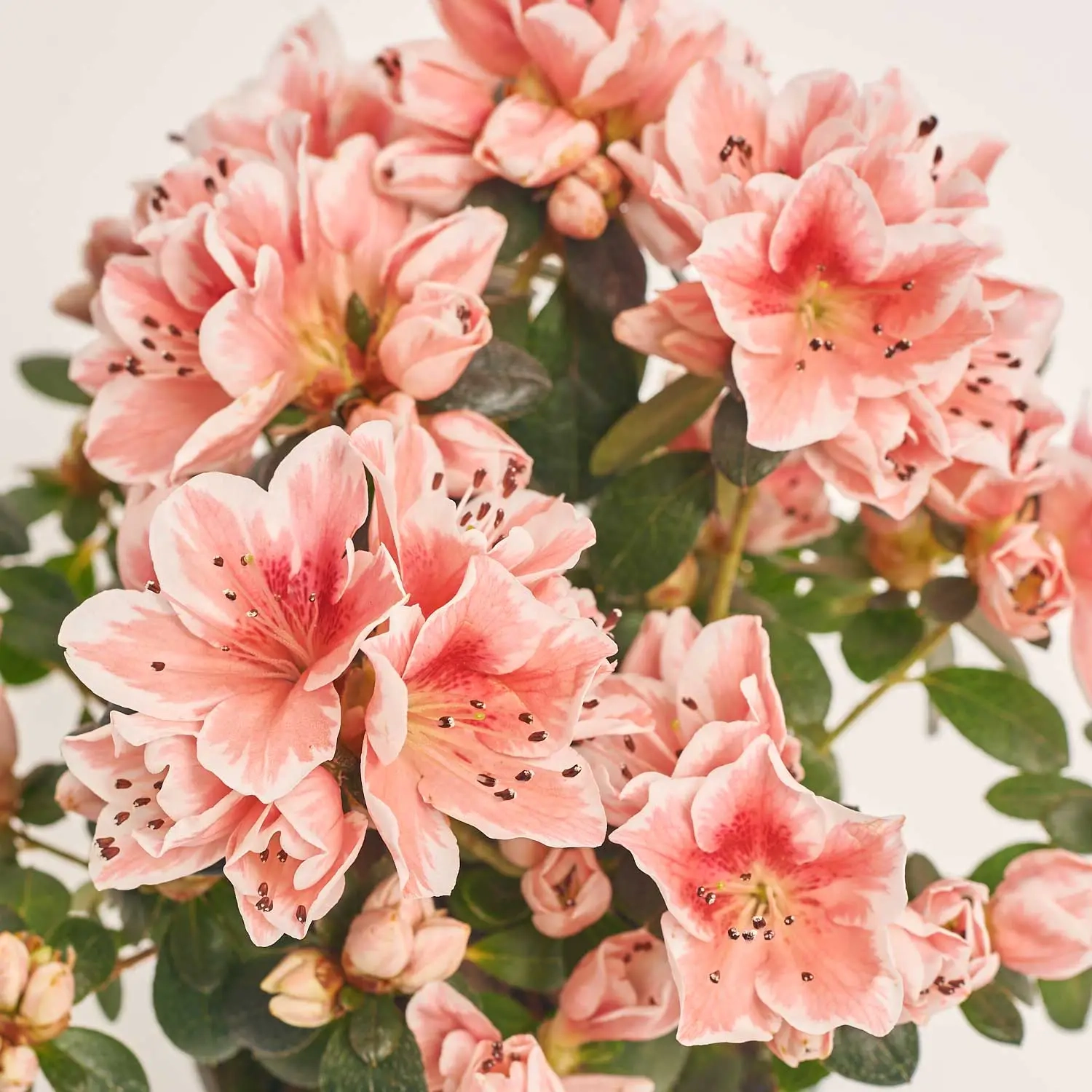 Зображення товару Азалія мікс, артикул: 57113