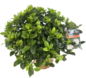 Зображення товару Гарденія, артикул: 57155