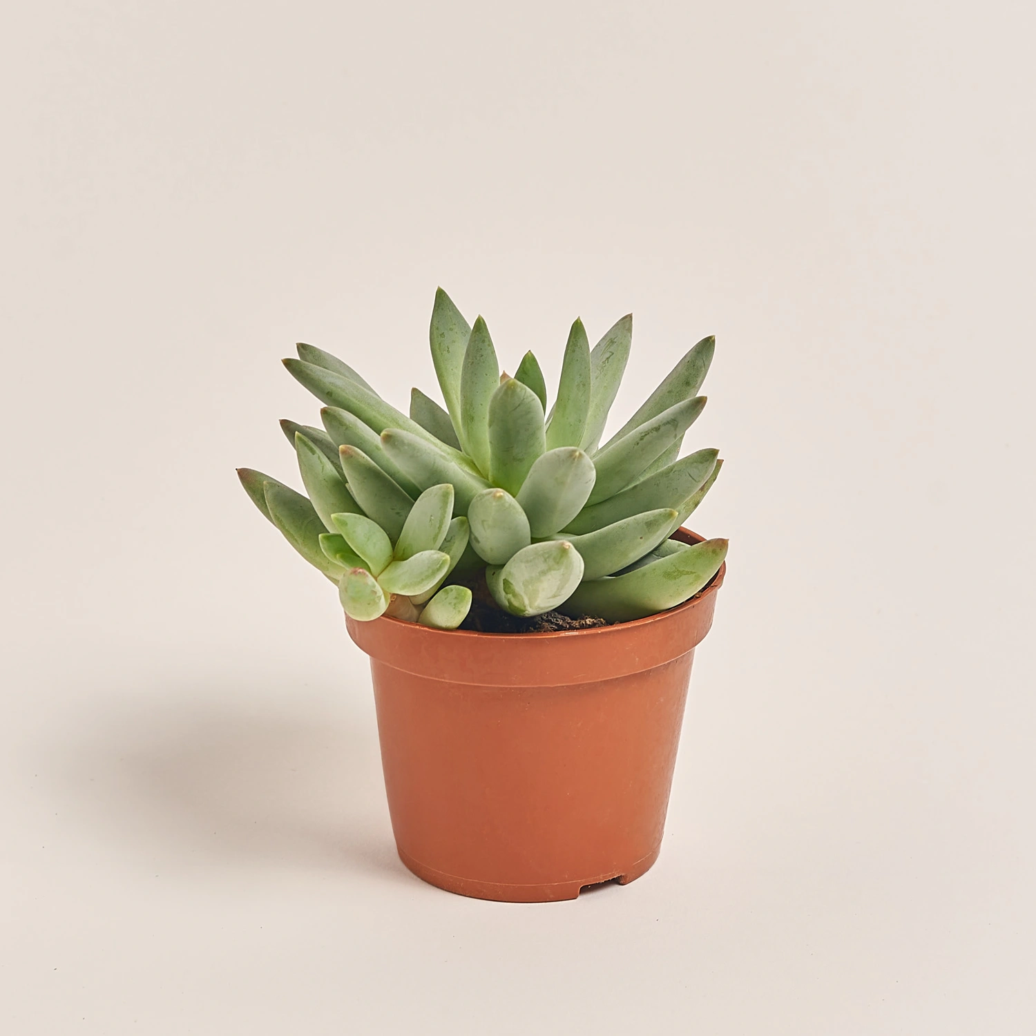 Ехеверія мікс, артикул: 38516 Зображення товару Ехеверія мікс, артикул: 38516