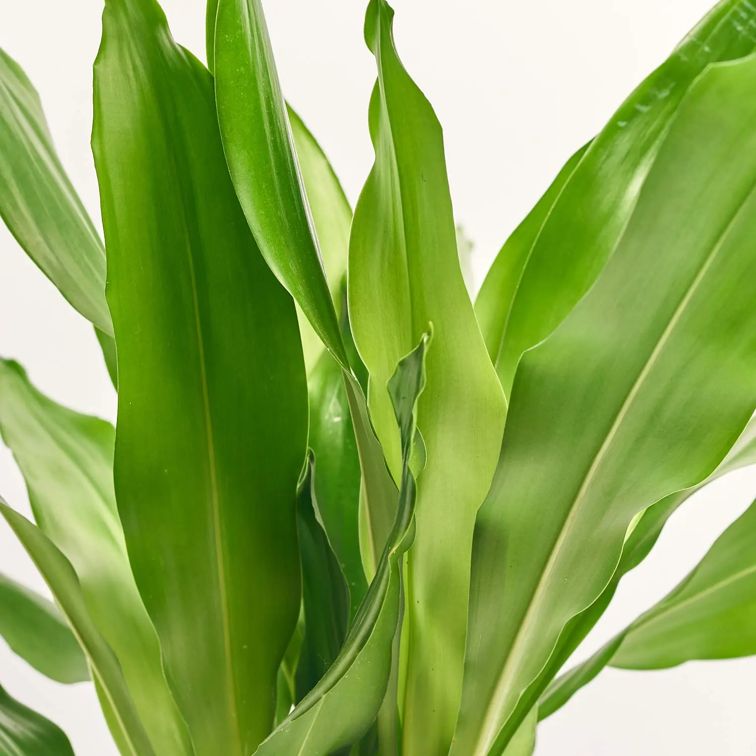 Зображення товару Драцена Джанет Лінд 1ст., артикул: 58007