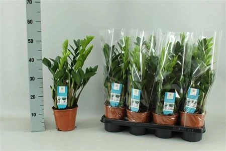 Зображення товару Заміокулькас 5ст., артикул: 40138