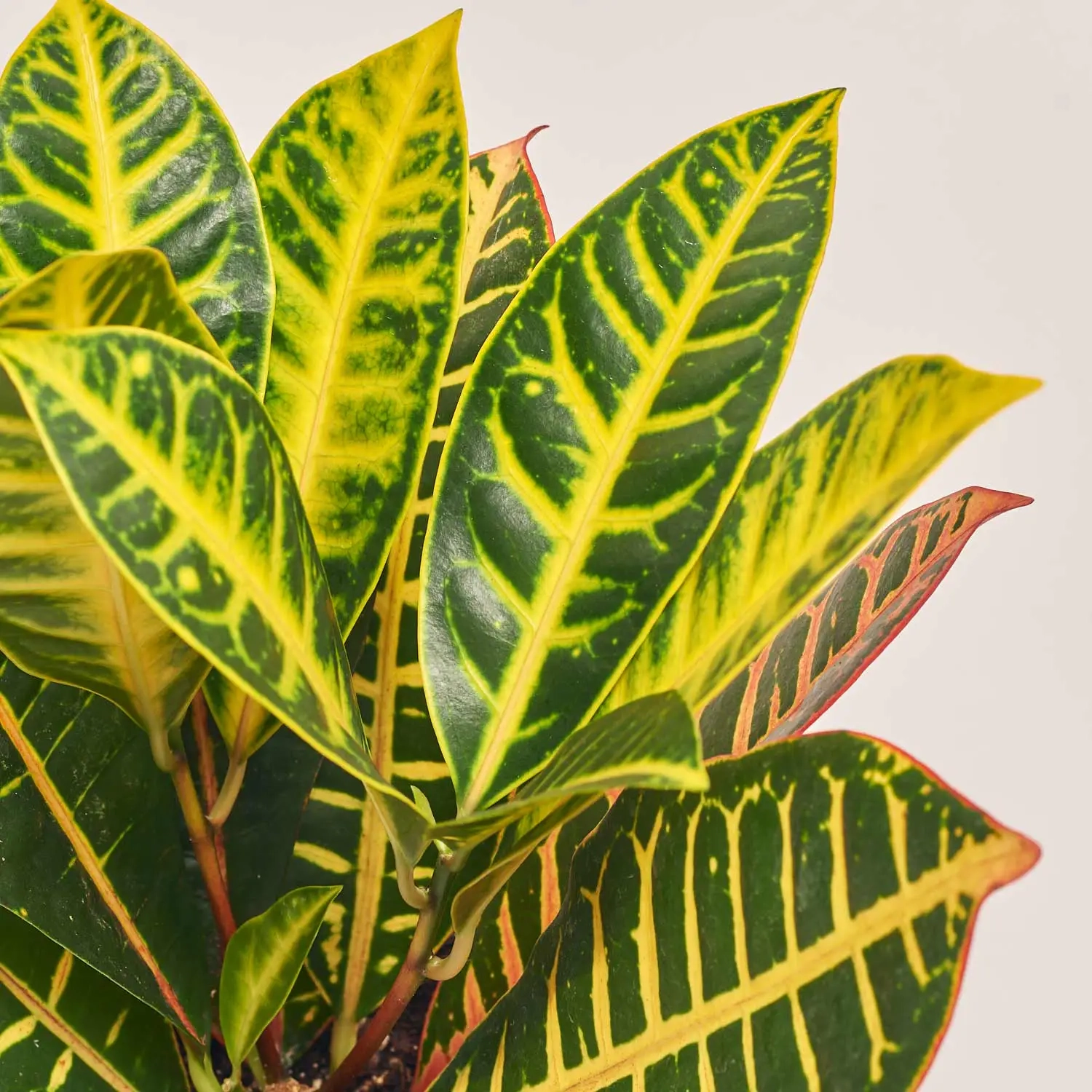 Кротон Петра, артикул: 34648 Зображення товару Кротон Петра, артикул: 34648