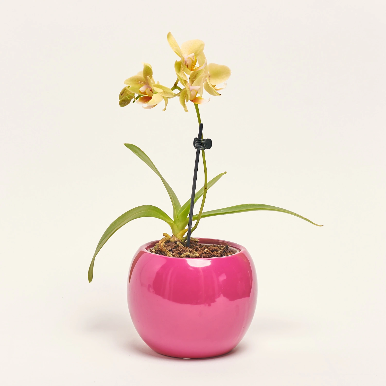 Зображення товару Фаленопсис міні 1ст. в кер., артикул: 50231