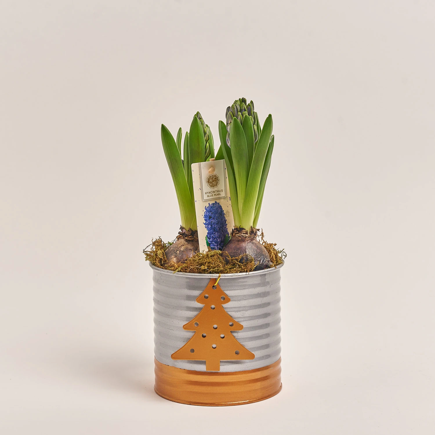 Зображення товару Гіацинт мікс у цинк. горщ., артикул: 54572