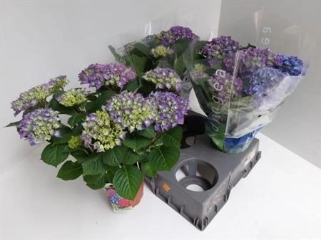 Зображення товару Гортензія блакитна 9ст., артикул: 26493