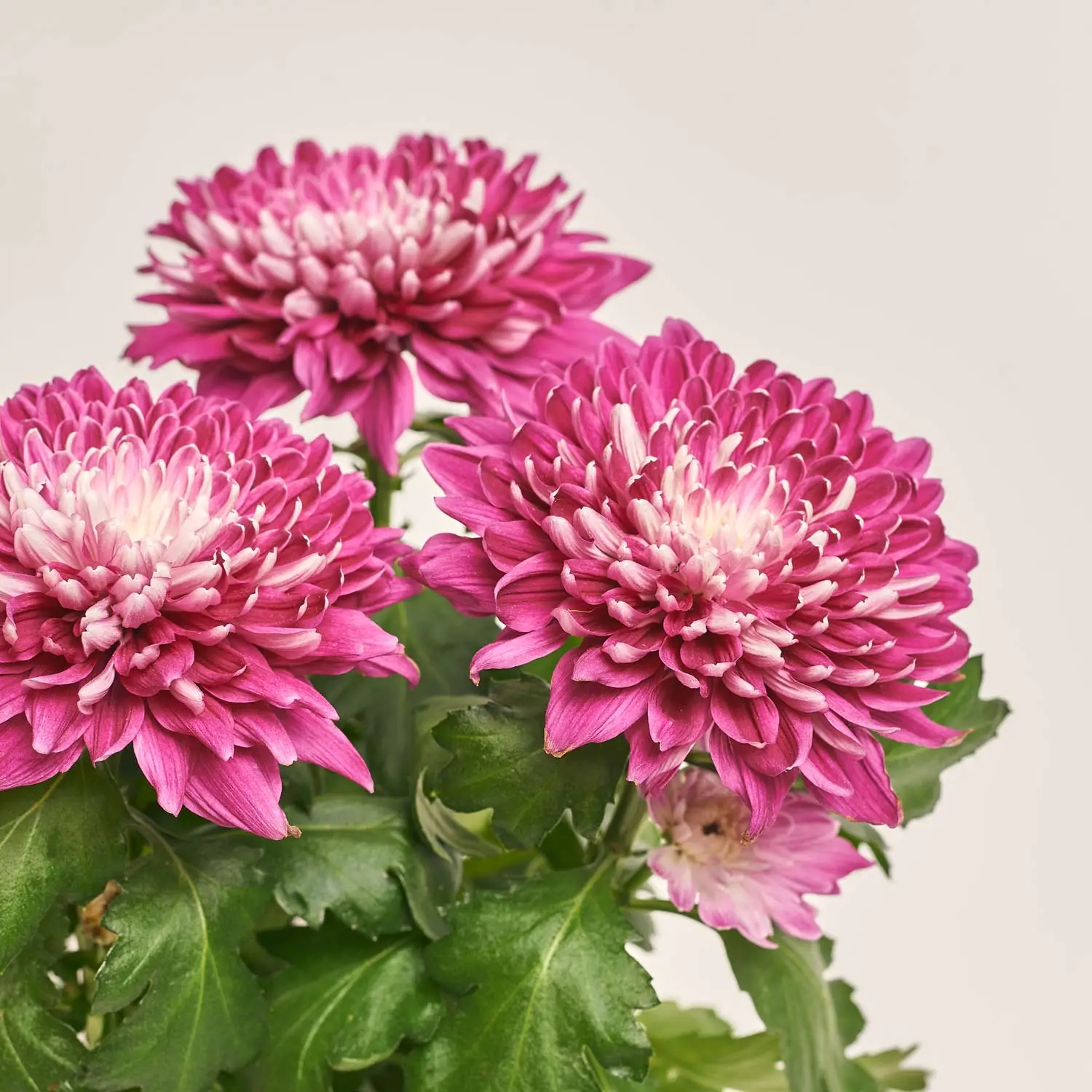 Хризантема Зембла мікс Decorum, артикул: 50649 Зображення товару Хризантема Зембла мікс Decorum, артикул: 50649