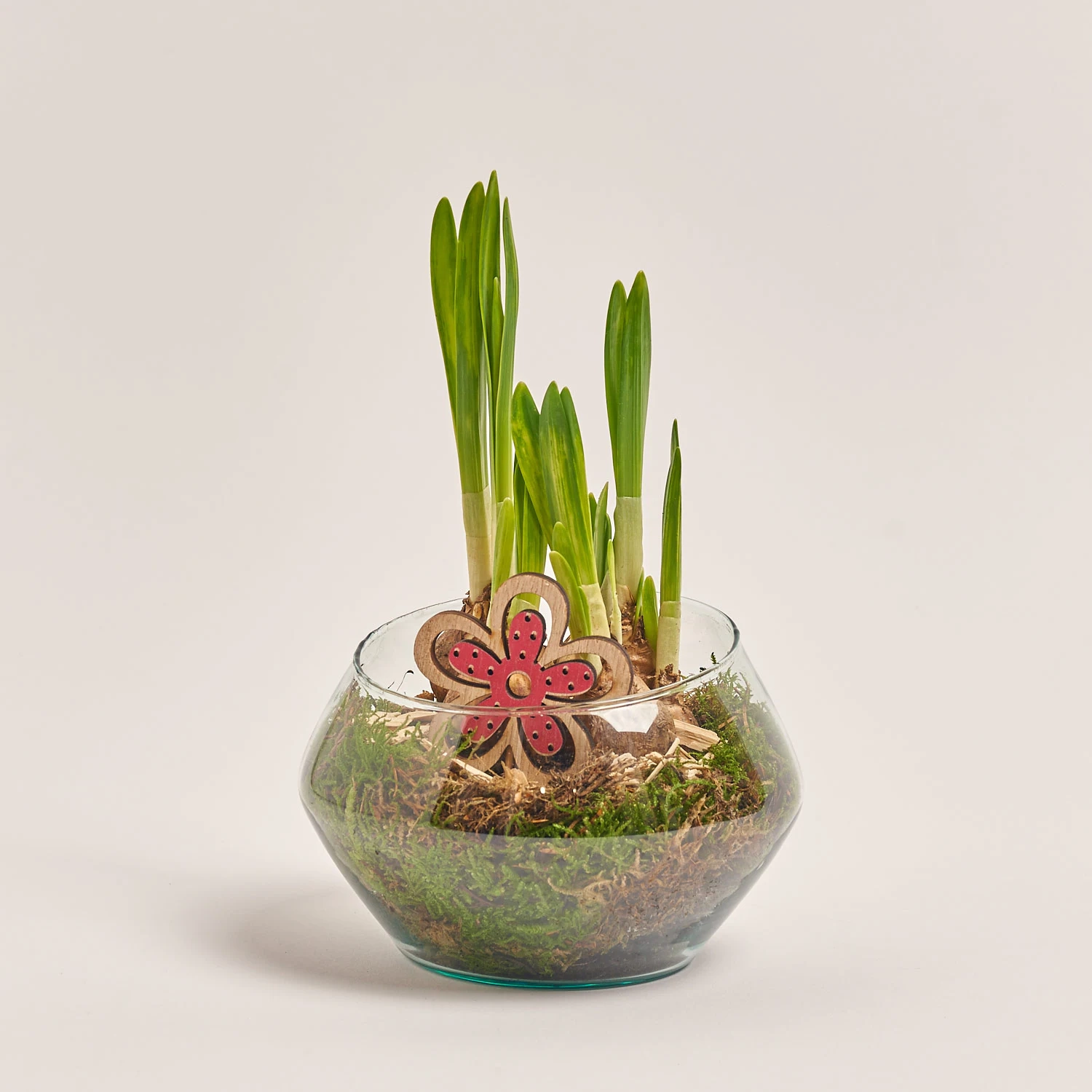 Композиція Нарцис у склі, артикул: 54986 Зображення товару Композиція Нарцис у склі, артикул: 54986