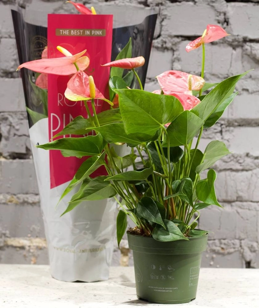 Зображення товару Антуріум Колорадо, артикул: 5830