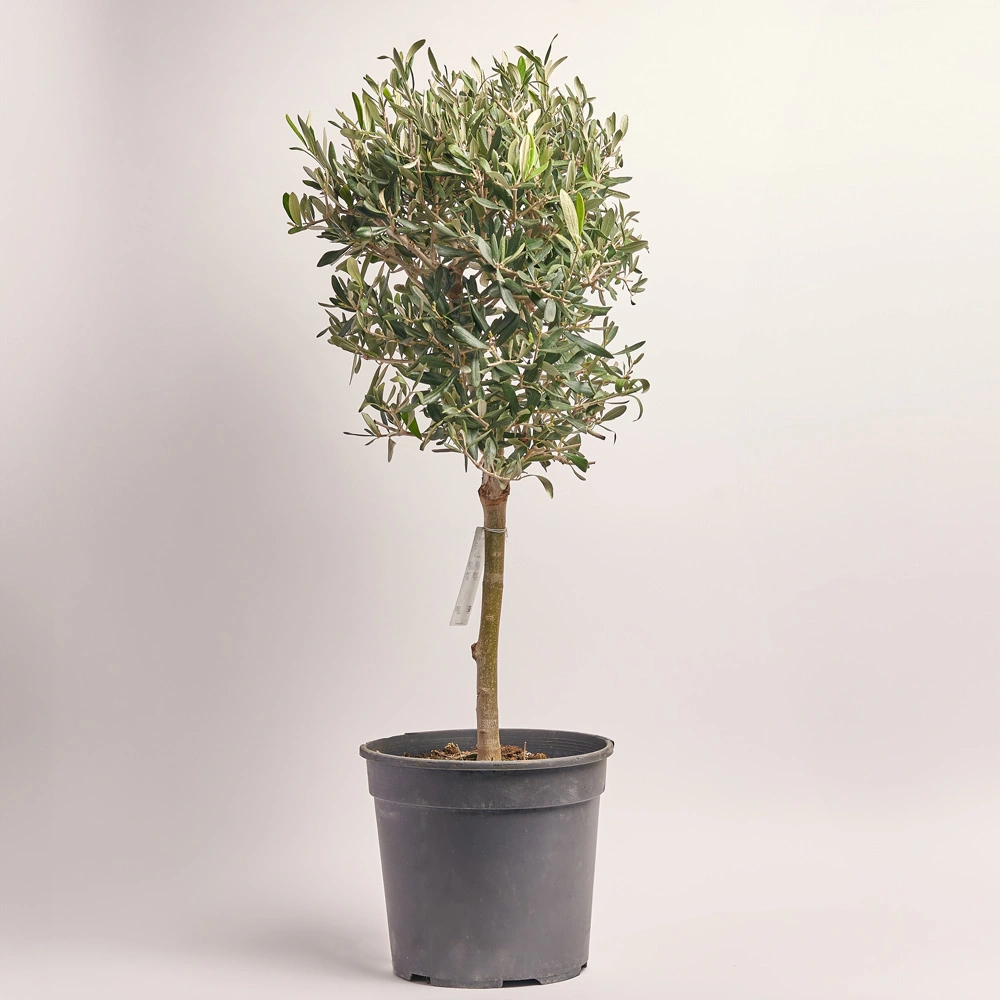 Зображення товару Оливкове дерево штамб., артикул: 52202