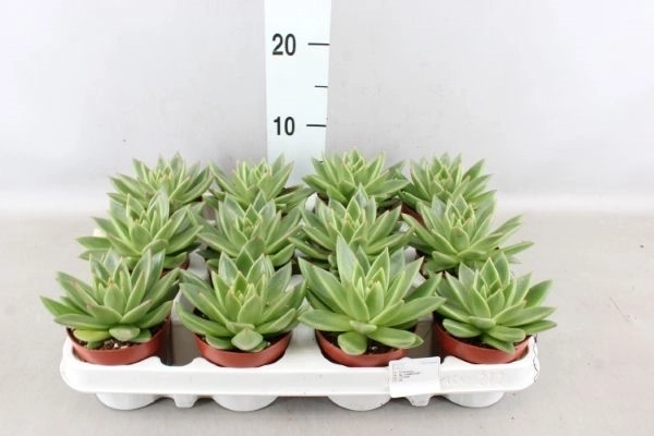 Ехеверія Міранда фарб. мікс, артикул: 11497 Зображення товару Ехеверія Міранда фарб. мікс, артикул: 11497