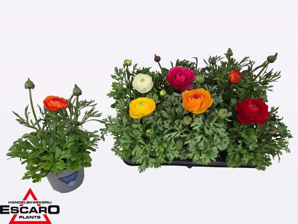 Зображення товару Ранункулус мікс, артикул: 57218