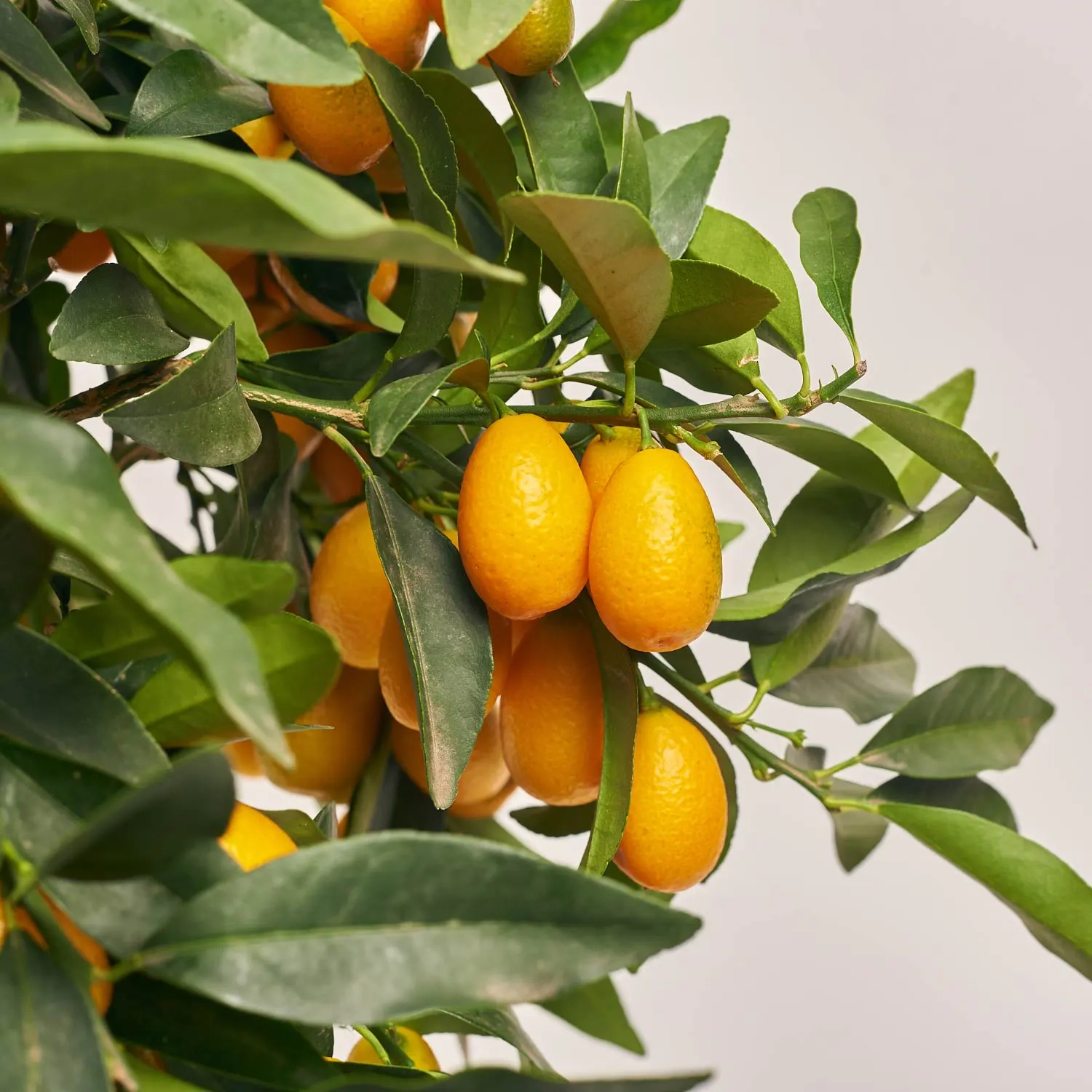 Зображення товару Цитрофортунелла Маргаріта кумкват, артикул: 44427