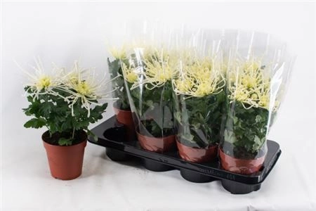 Зображення товару Хризантема Файерворкс кремова, артикул: 30332