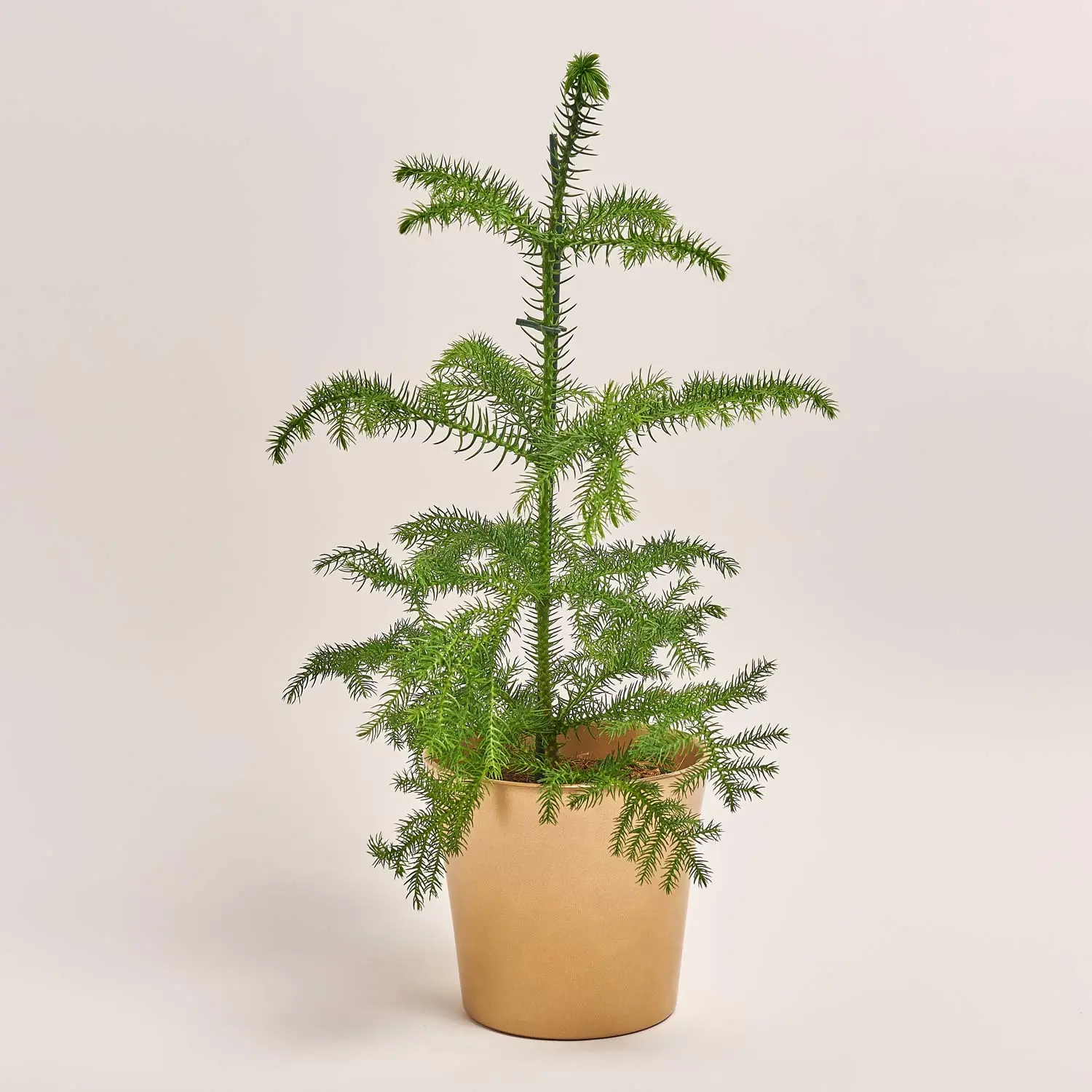 Араукарія та Кашпо Сет 342, артикул: 53727 Зображення товару Араукарія та Кашпо Сет 342, артикул: 53727