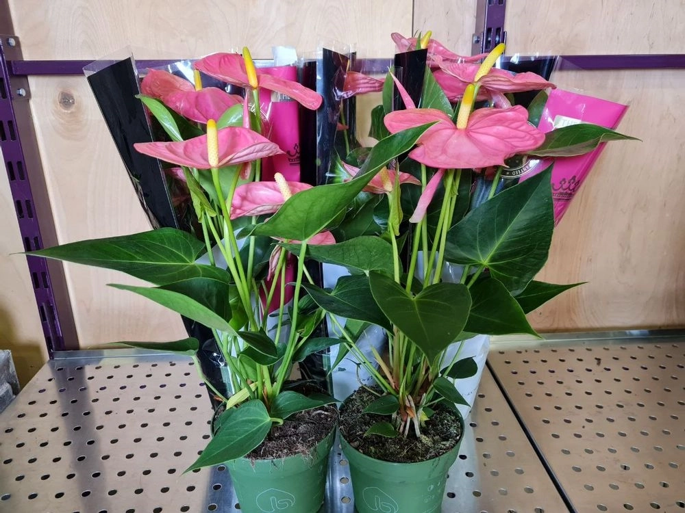 Зображення товару Антуріум Колорадо, артикул: 5830