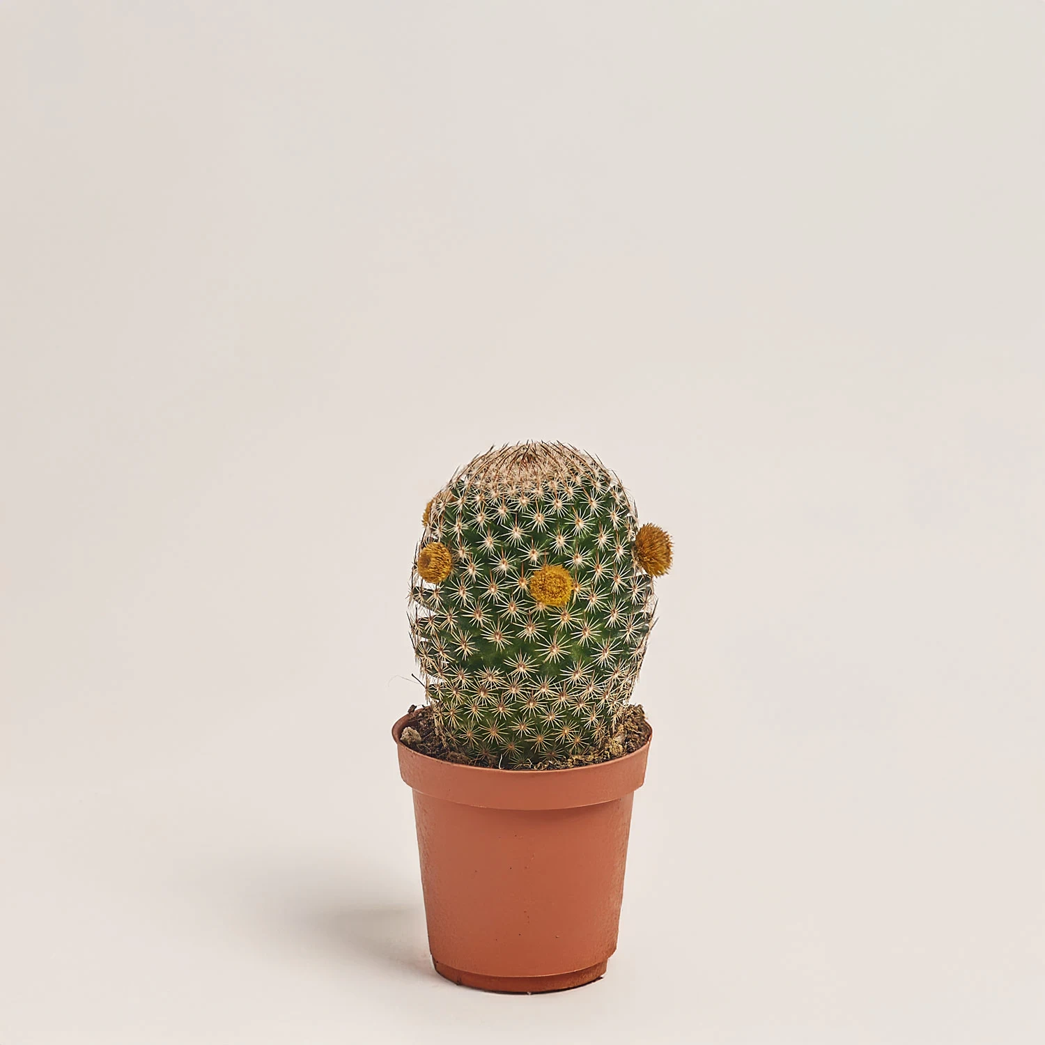 Зображення товару Кактус з квітами, артикул: 53320