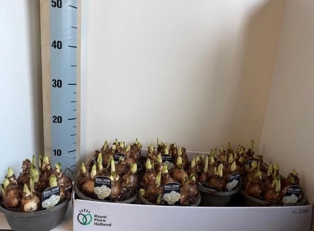 Нарцис Брайдал Краун, артикул: 56454 Зображення товару Нарцис Брайдал Краун, артикул: 56454