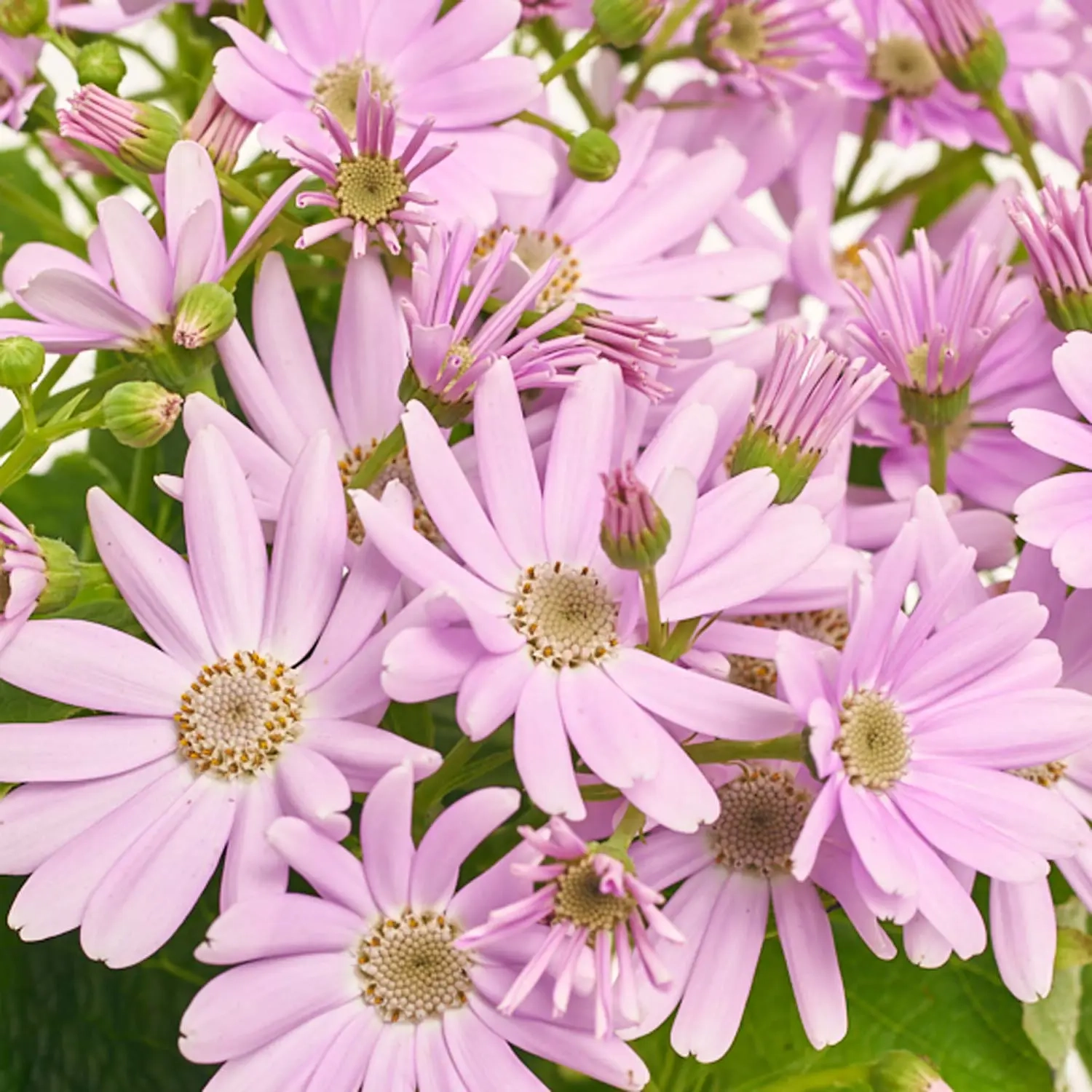 Перікаліс Венеція мікс, артикул: 4064 Зображення товару Перікаліс Венеція мікс, артикул: 4064