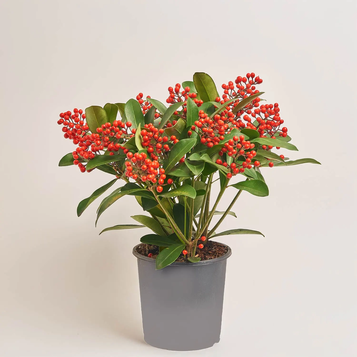 Скімія Японіка Пешн, артикул: 53512 Зображення товару Скімія Японіка Пешн, артикул: 53512