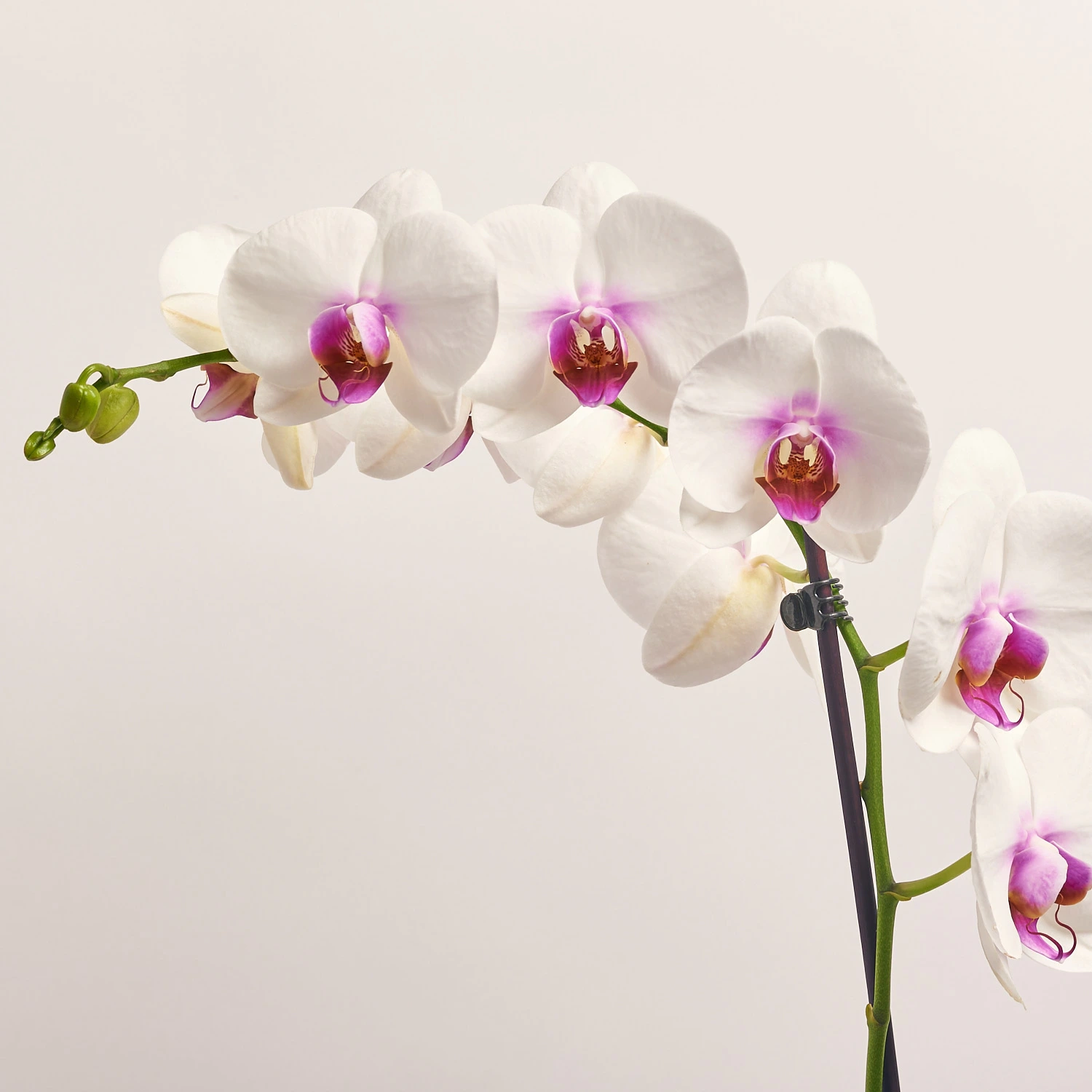 Фаленопсис 1ст. мікс, артикул: 18850 Зображення товару Фаленопсис 1ст. мікс, артикул: 18850