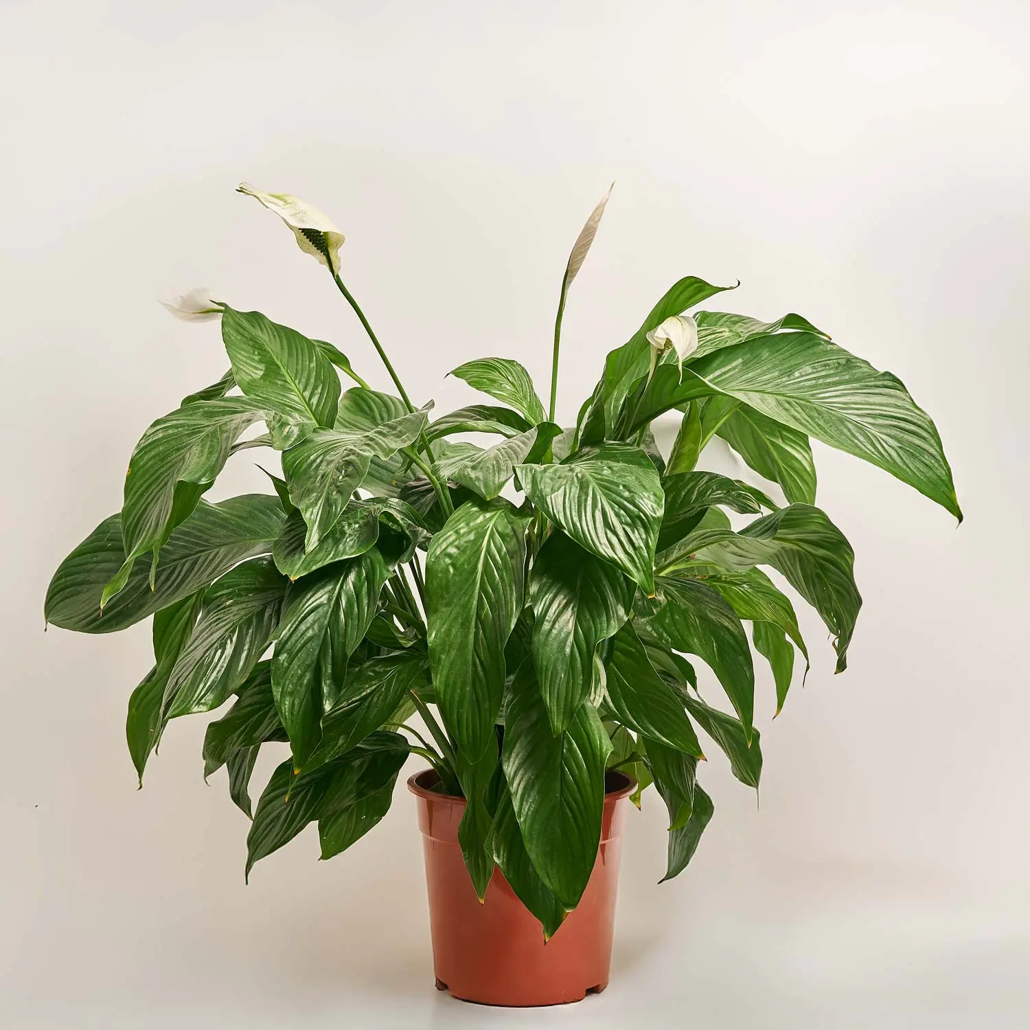 Спатифіллум Світ Лауретта, артикул: 1404 Зображення товару Спатифіллум Світ Лауретта, артикул: 1404