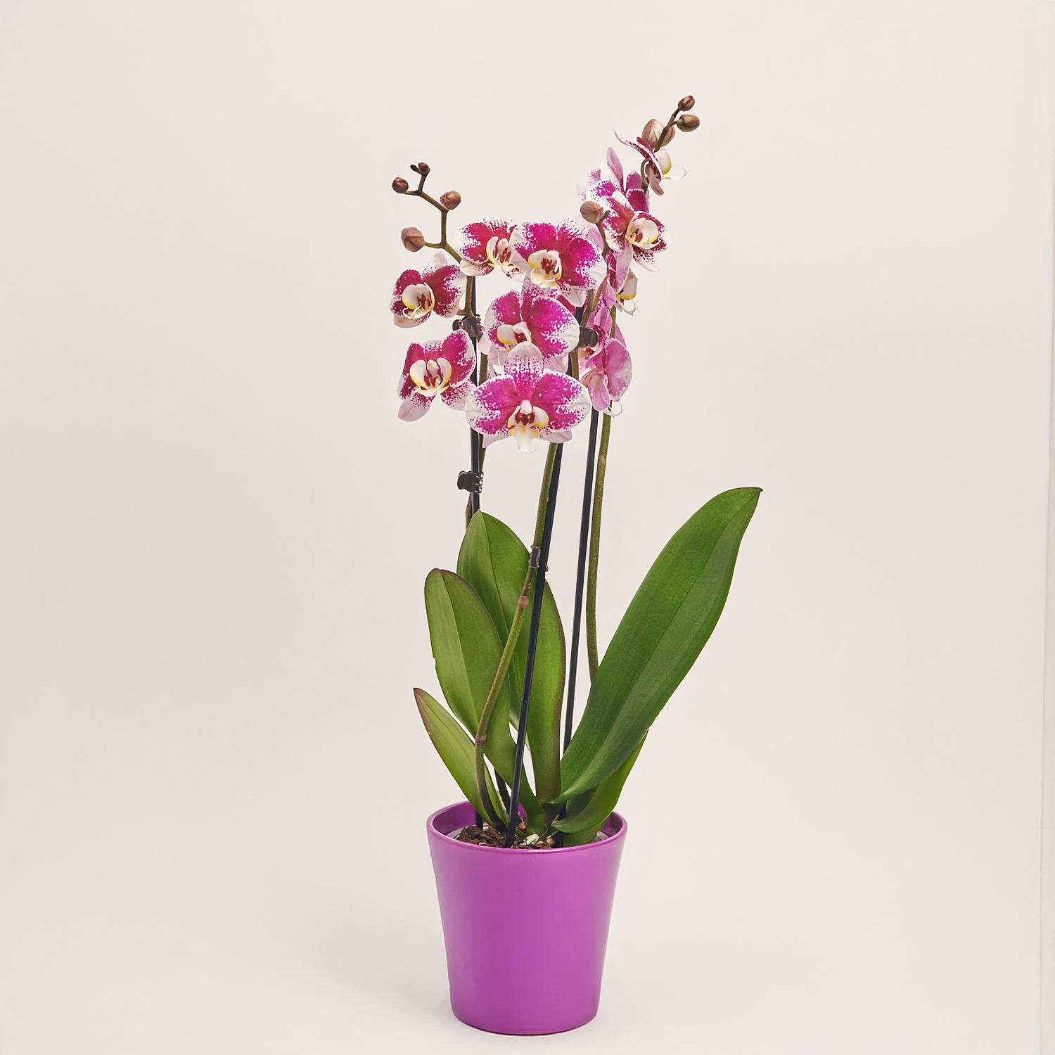 Зображення товару Фаленопсис в Кашпо Сет 426, артикул: 51841