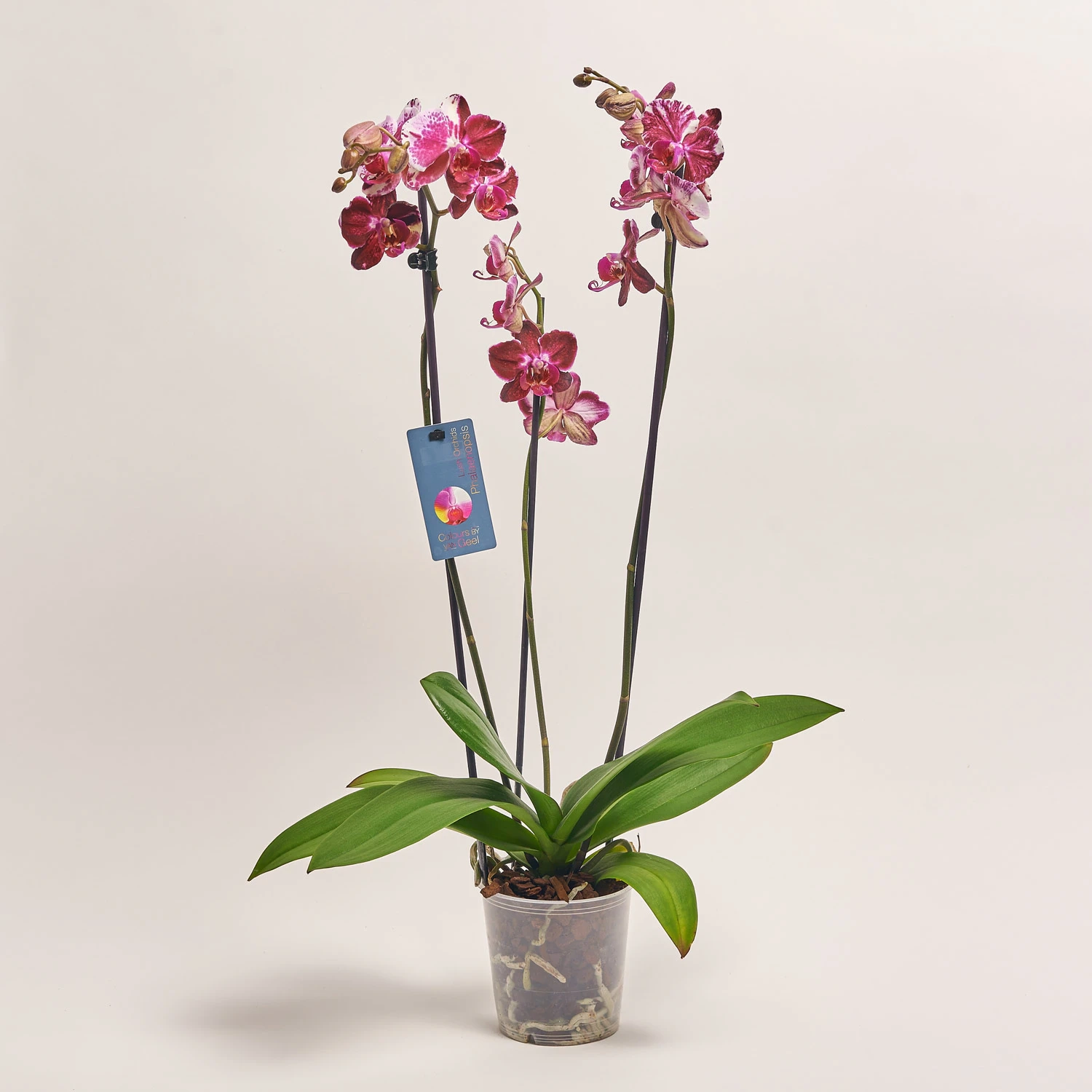 Зображення товару Фаленопсис 3ст. мікс, артикул: 23152