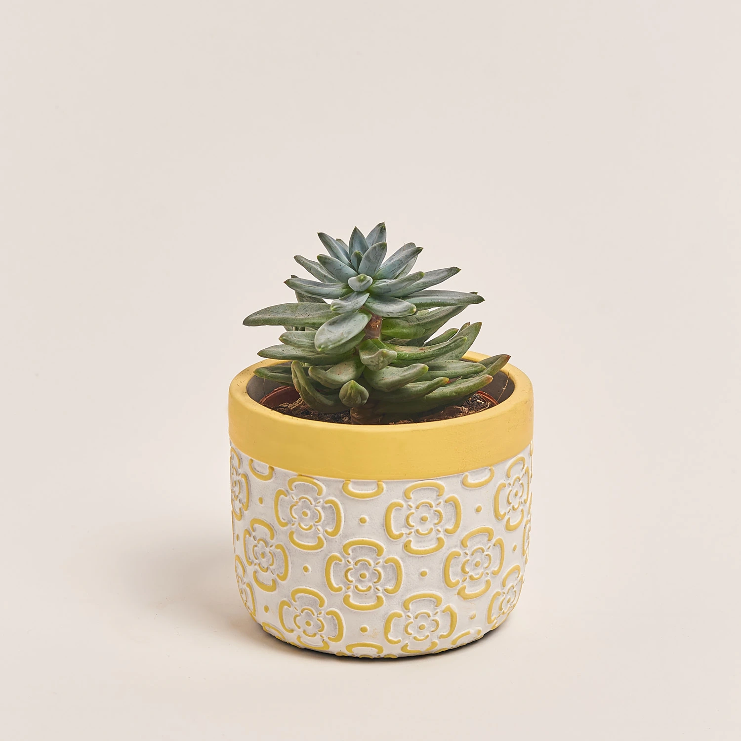 Сукулент мікс в кер., артикул: 30178 Зображення товару Сукулент мікс в кер., артикул: 30178