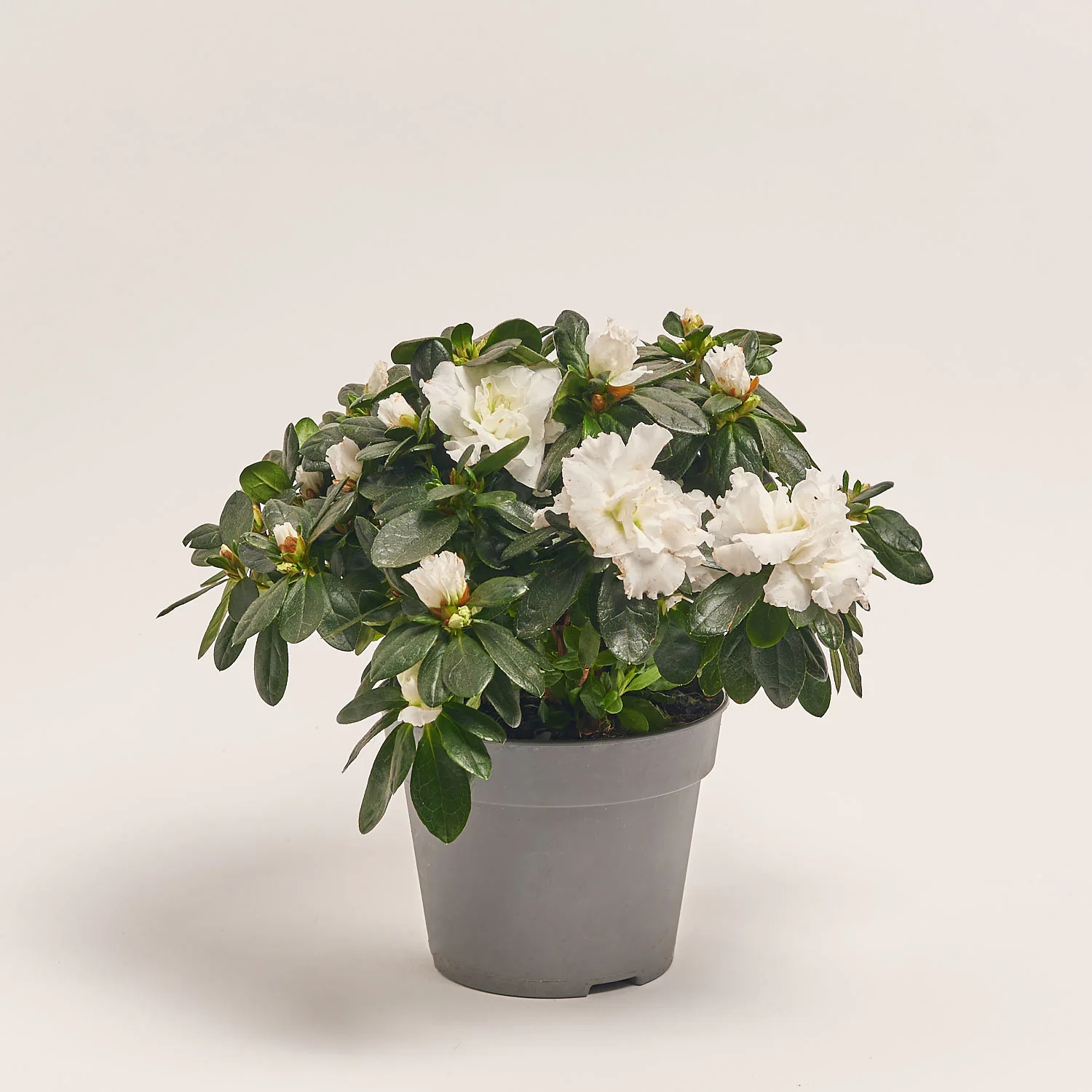 Зображення товару Азалія мікс, артикул: 35258