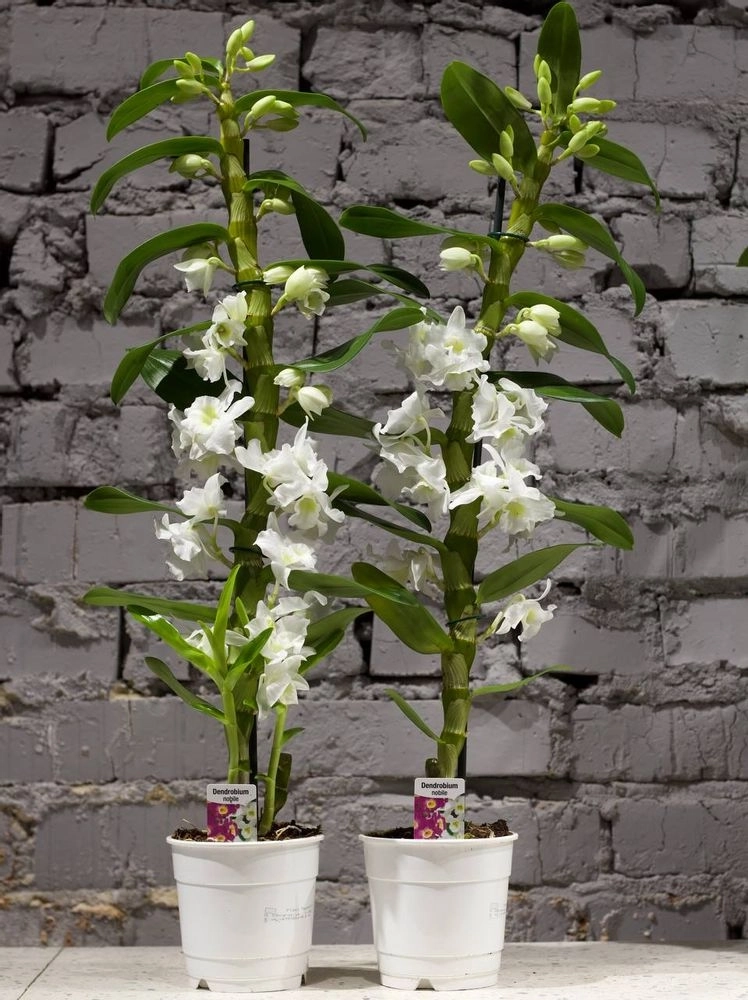 Зображення товару Дендробіум Аполлон 1ст., артикул: 22100
