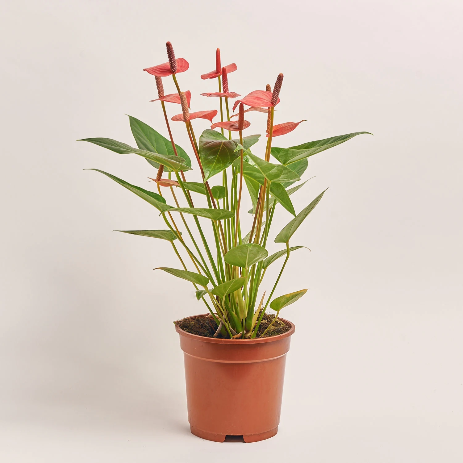 Антуріум Адіос Пінк, артикул: 38615 Зображення товару Антуріум Адіос Пінк, артикул: 38615