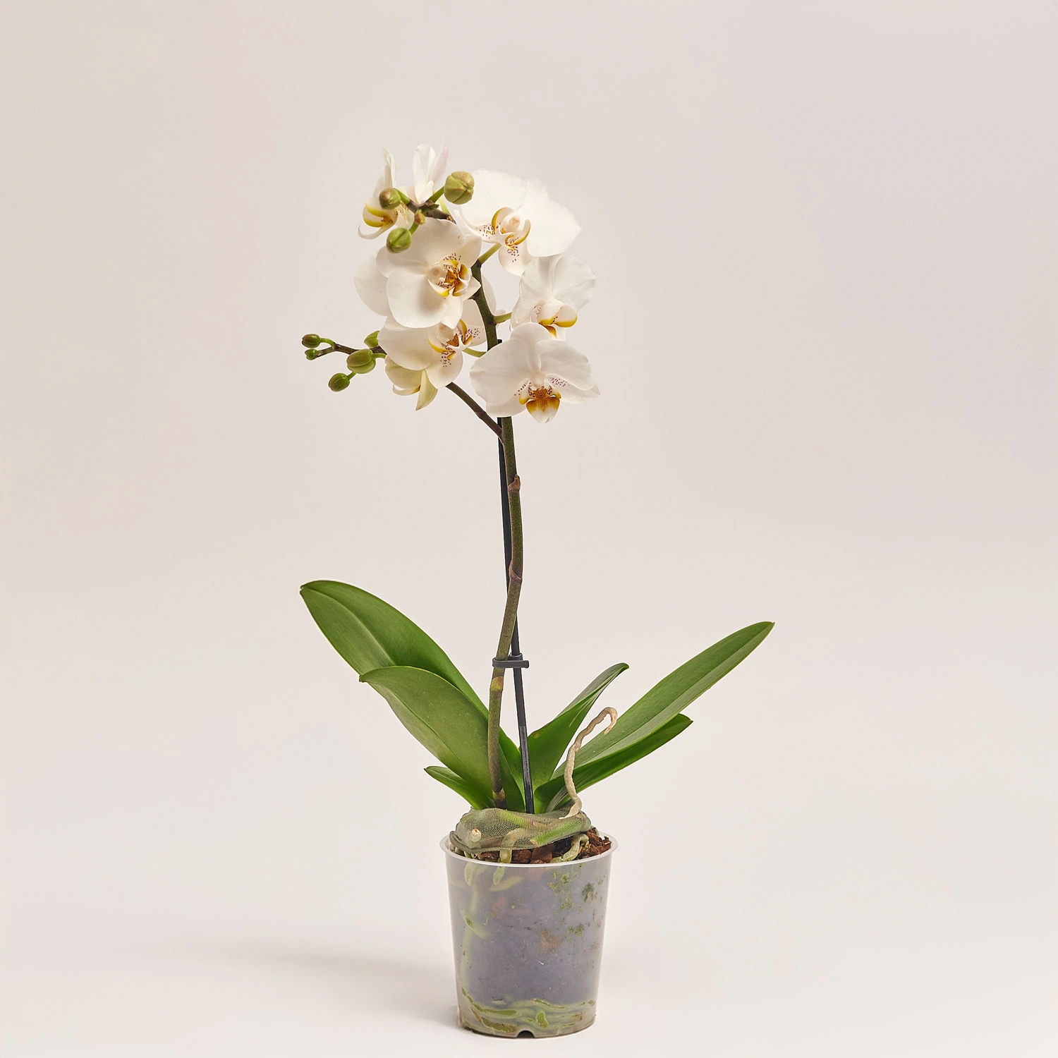 Зображення товару Фаленопсис мультифлора 1/2ст. мікс, артикул: 53124