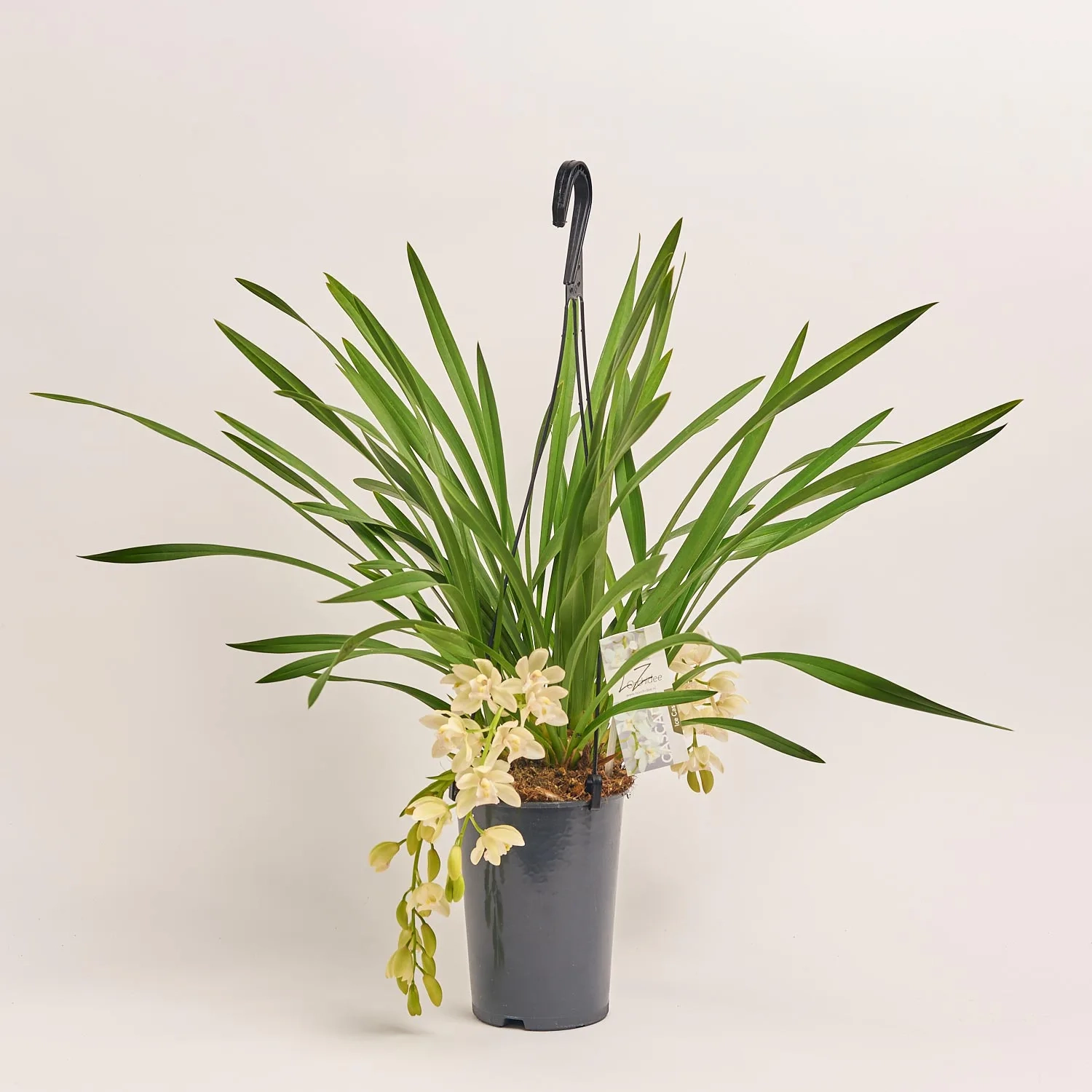 Зображення товару Цимбідіум Айс Каскад 3ст., артикул: 43902