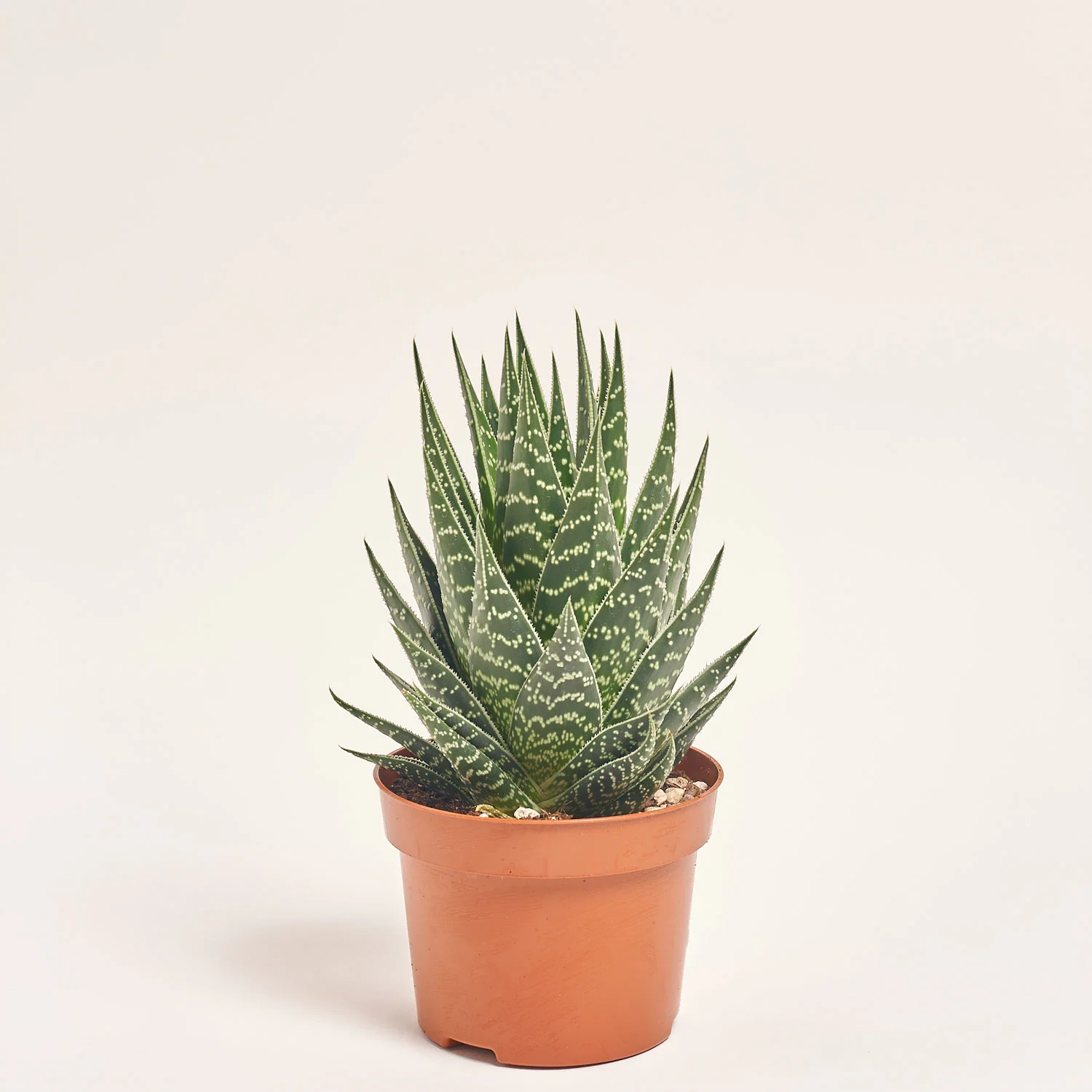 Зображення товару Алоє Тікі Тахі, артикул: 33471