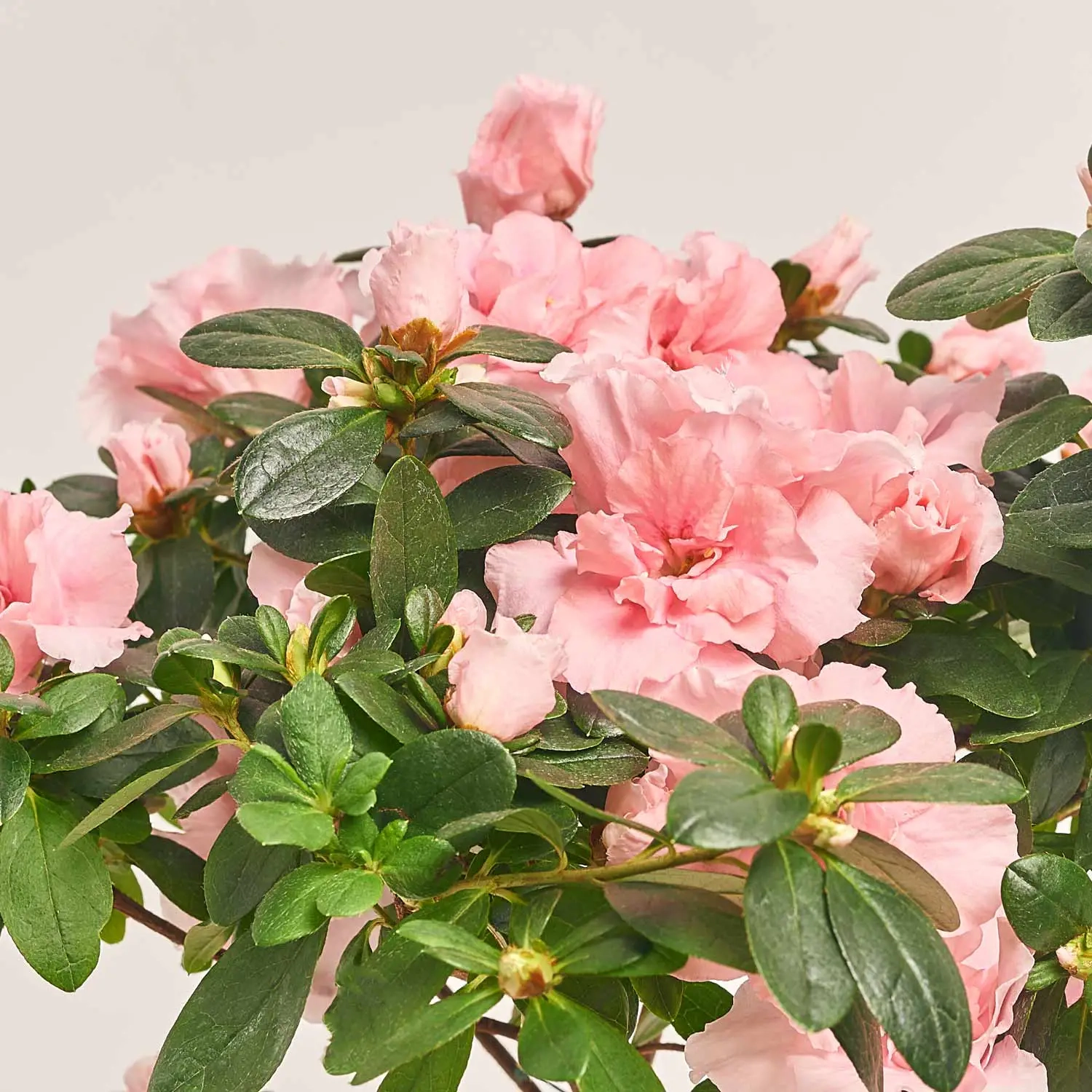 Азалія мікс штамбова, артикул: 1186 Зображення товару Азалія мікс штамбова, артикул: 1186