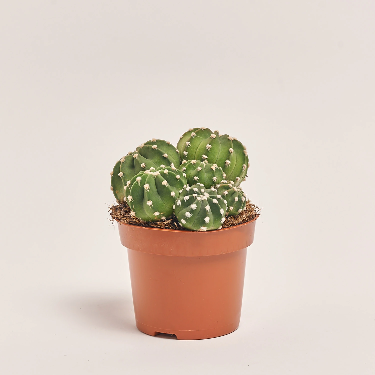 Зображення товару Кактус мікс, артикул: 25671