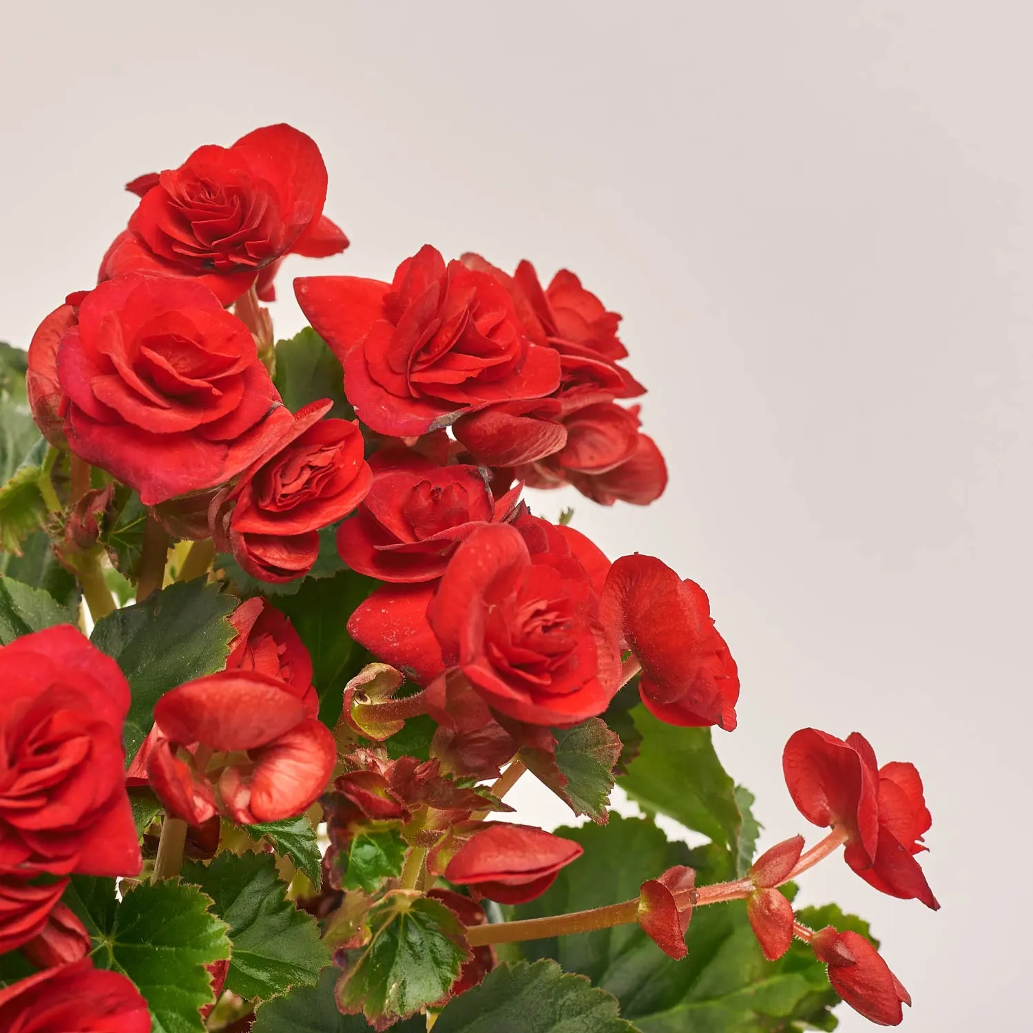 Зображення товару Бегонія мікс, артикул: 1205