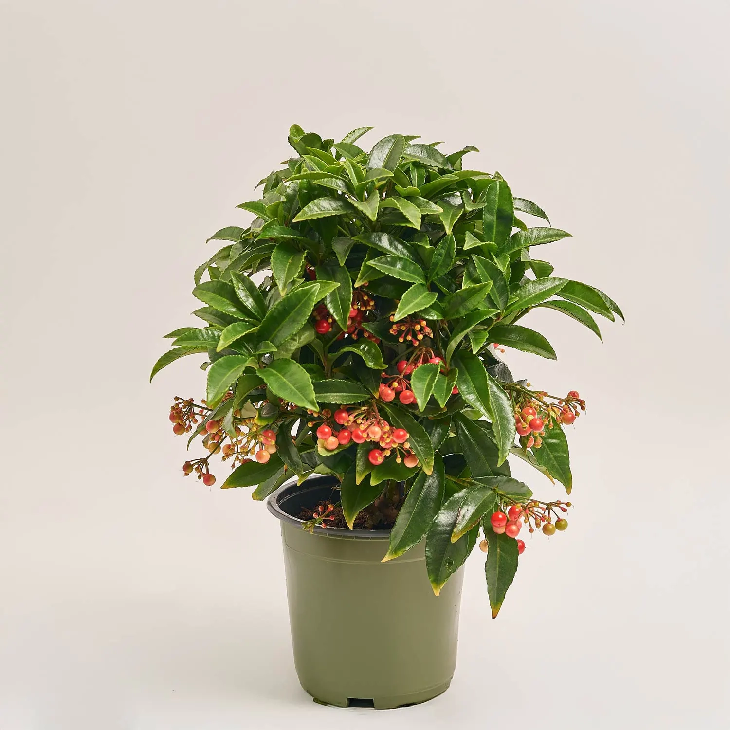 Зображення товару Ардізія Крената, артикул: 12626