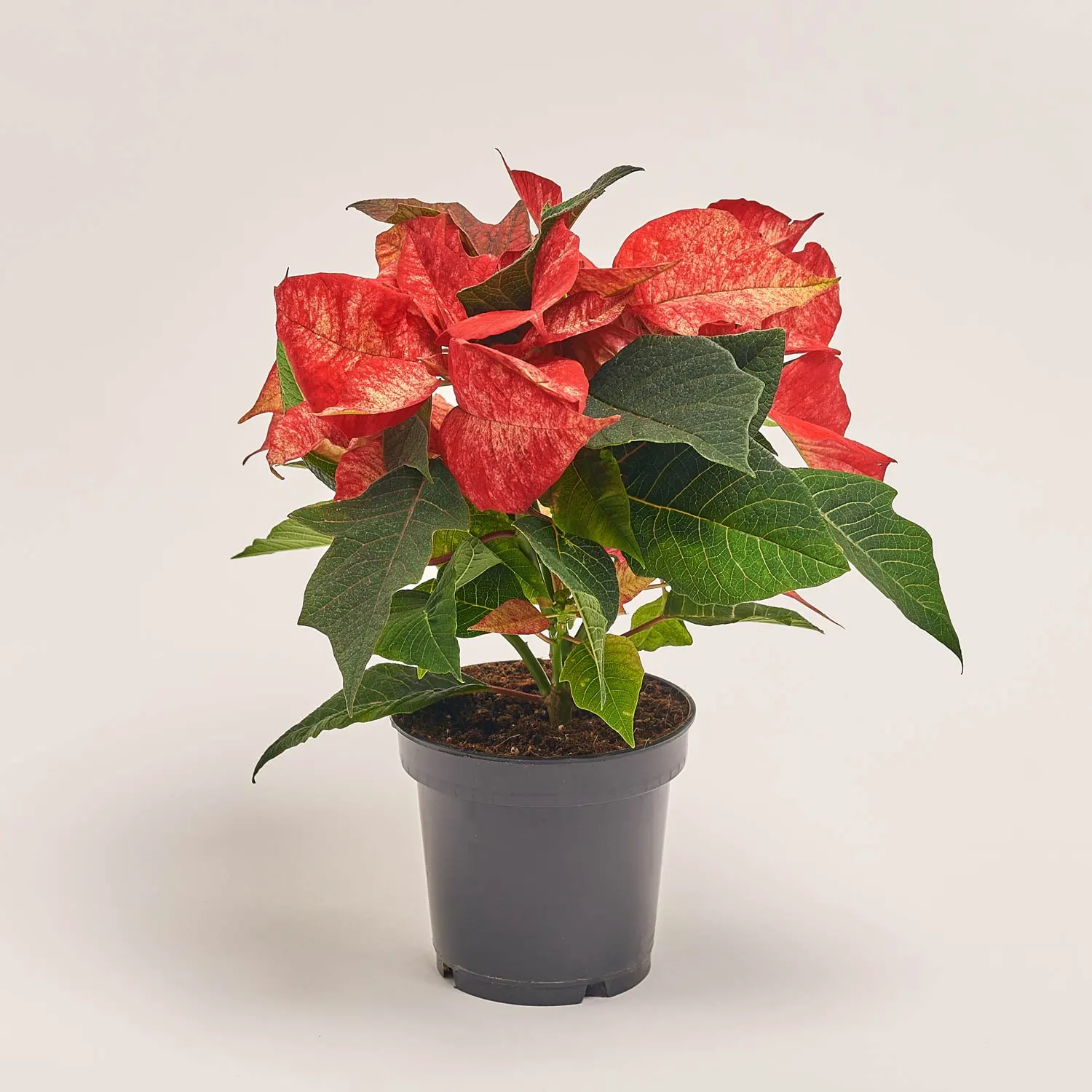 Зображення товару Пуансетія Айс Принцес, артикул: 53689