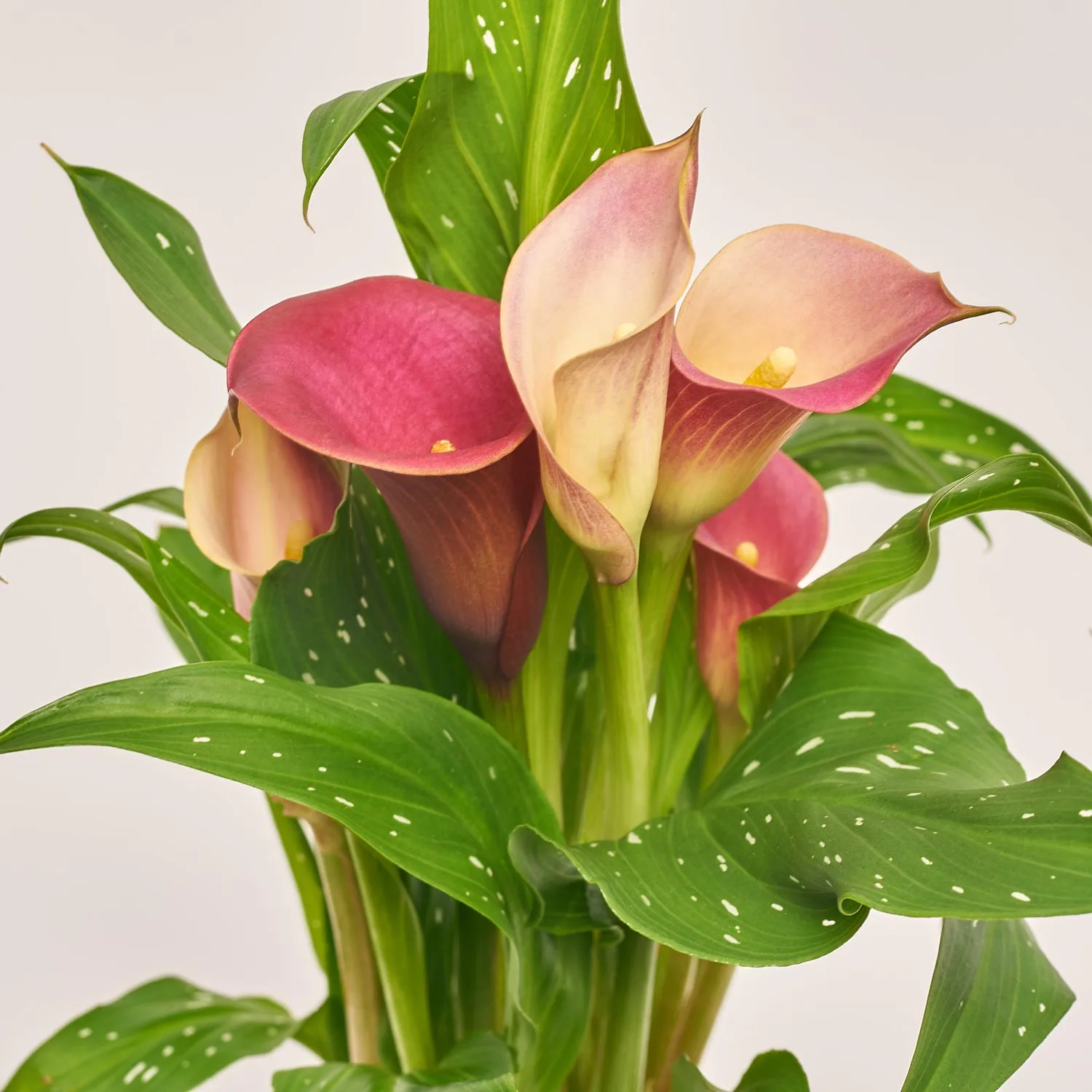 Зображення товару Зантедескія мікс, артикул: 21221