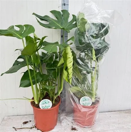 Зображення товару Монстера Деліціоза, артикул: 53122