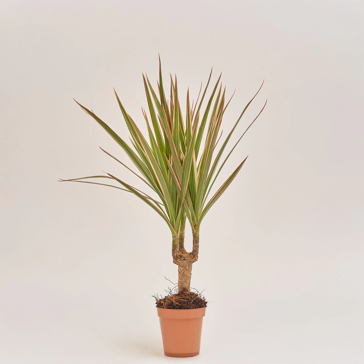 Зображення товару Драцена мікс 1ст., артикул: 53318