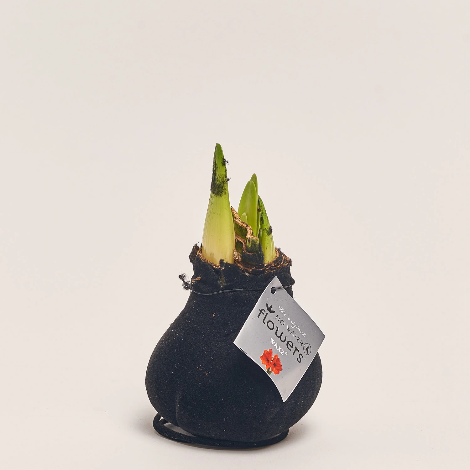 Зображення товару Амариліс "Вельвет Тач" мікс, артикул: 53628