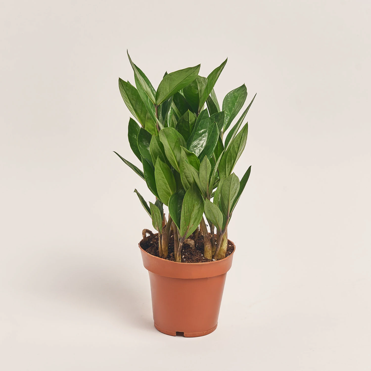 Зображення товару Заміокулькас 4ст., артикул: 53920