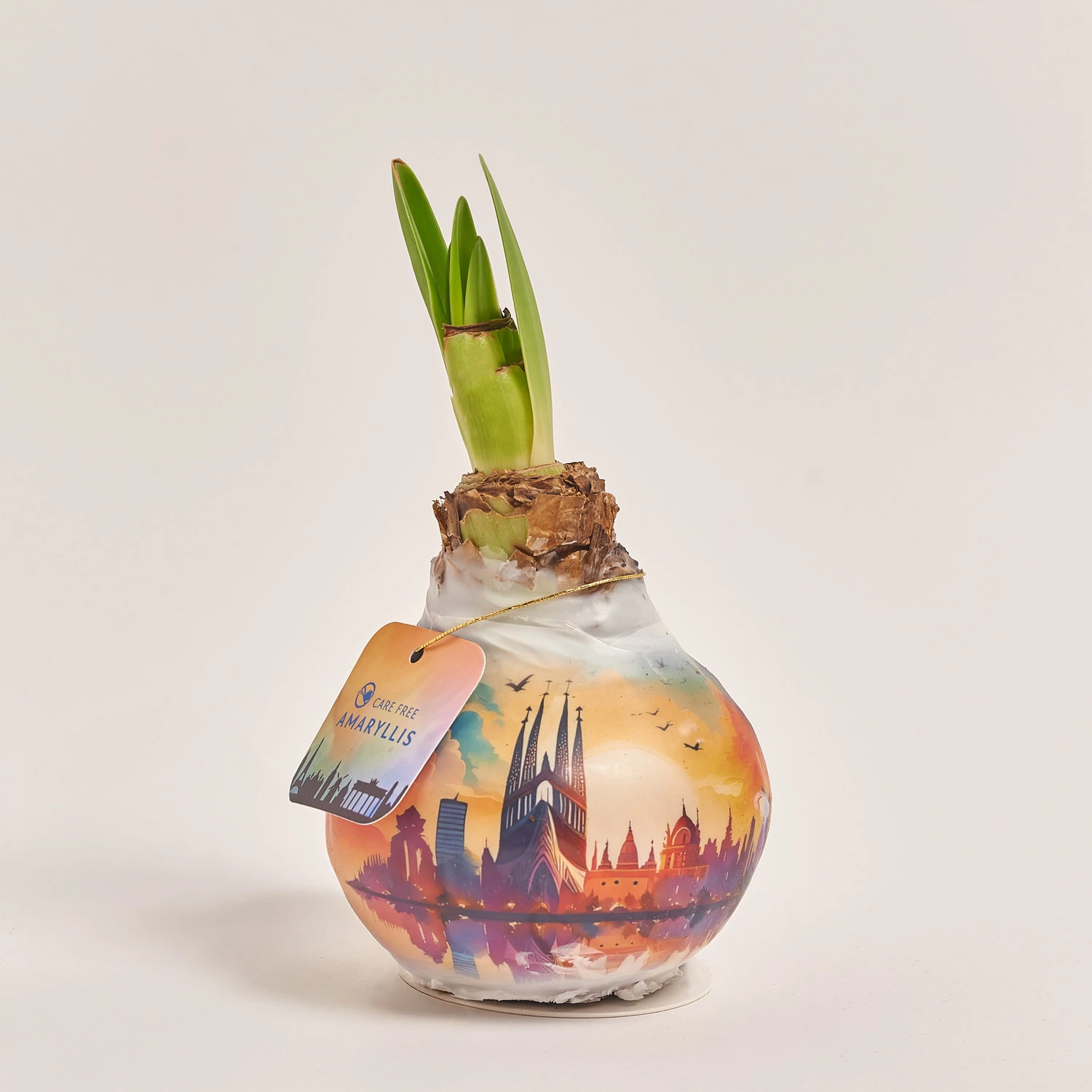 Зображення товару Амариліс принт у воску, артикул: 54367