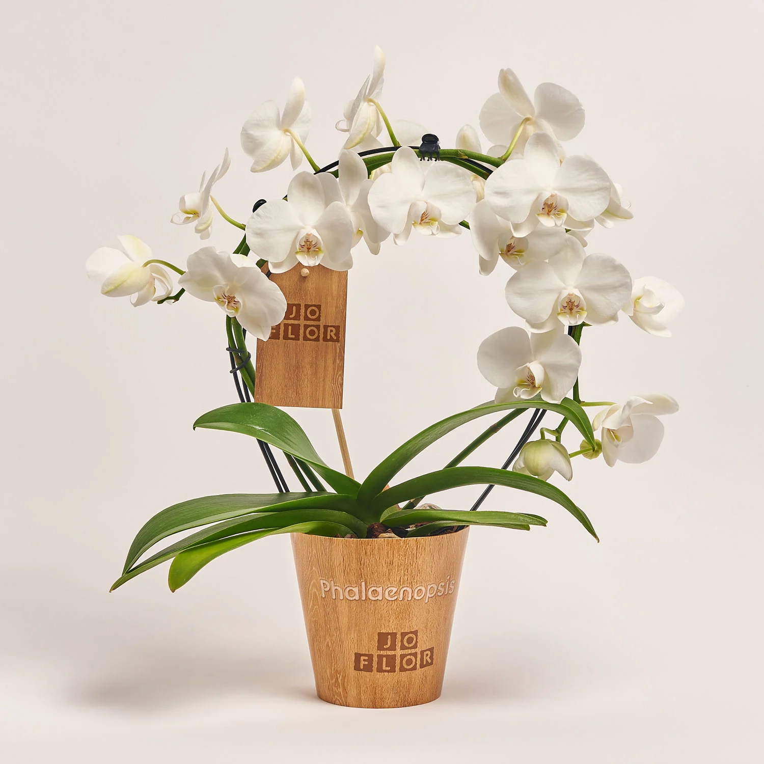 Зображення товару Фаленопсис каскад 2ст. білий, артикул: 53204